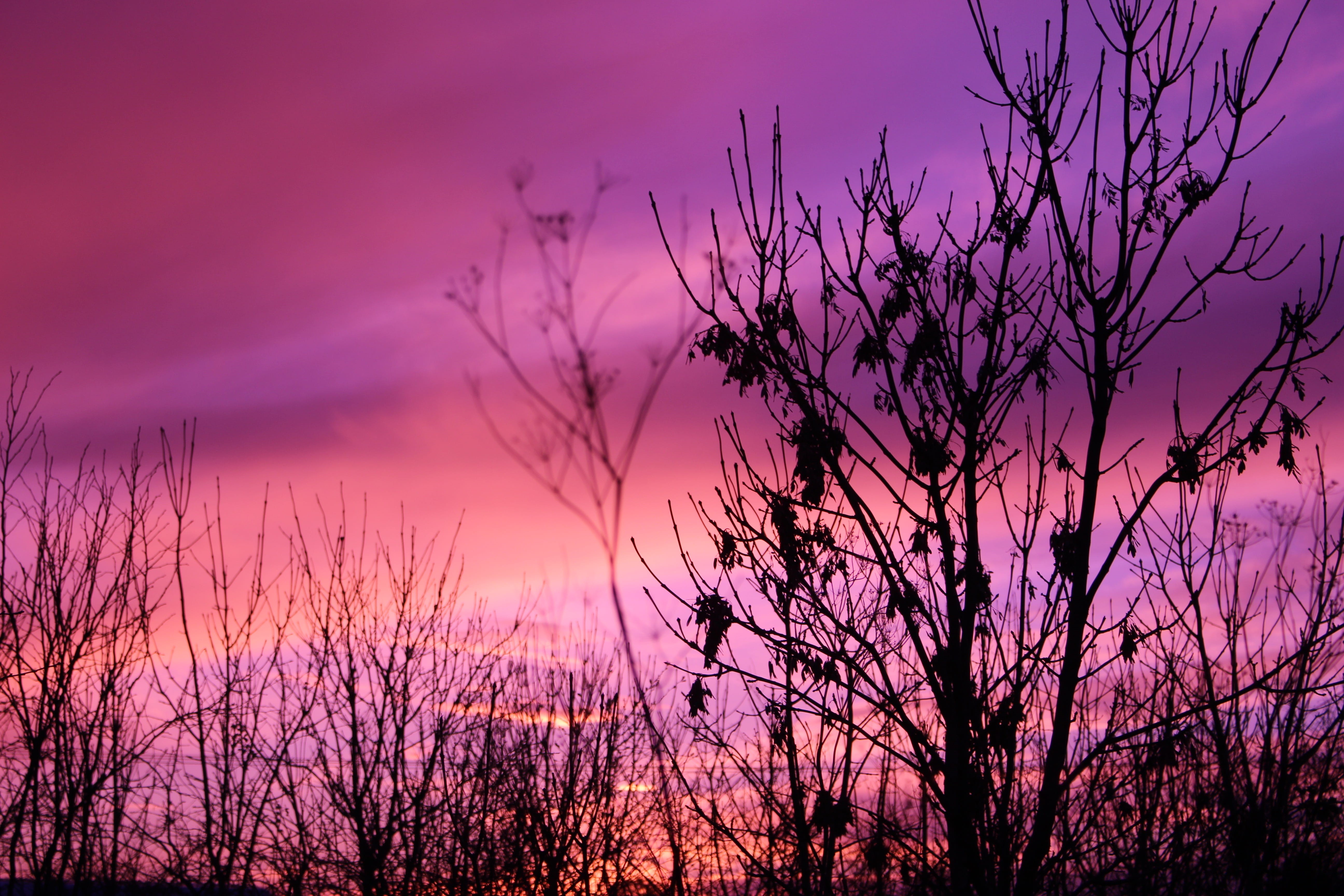tree, pink color, united kingdom, no people, trees, nature, dusk, tranquility, moreton hall community centre, silhouette, scenics - nature, pink sky, tranquil scene, HD Wallpaper