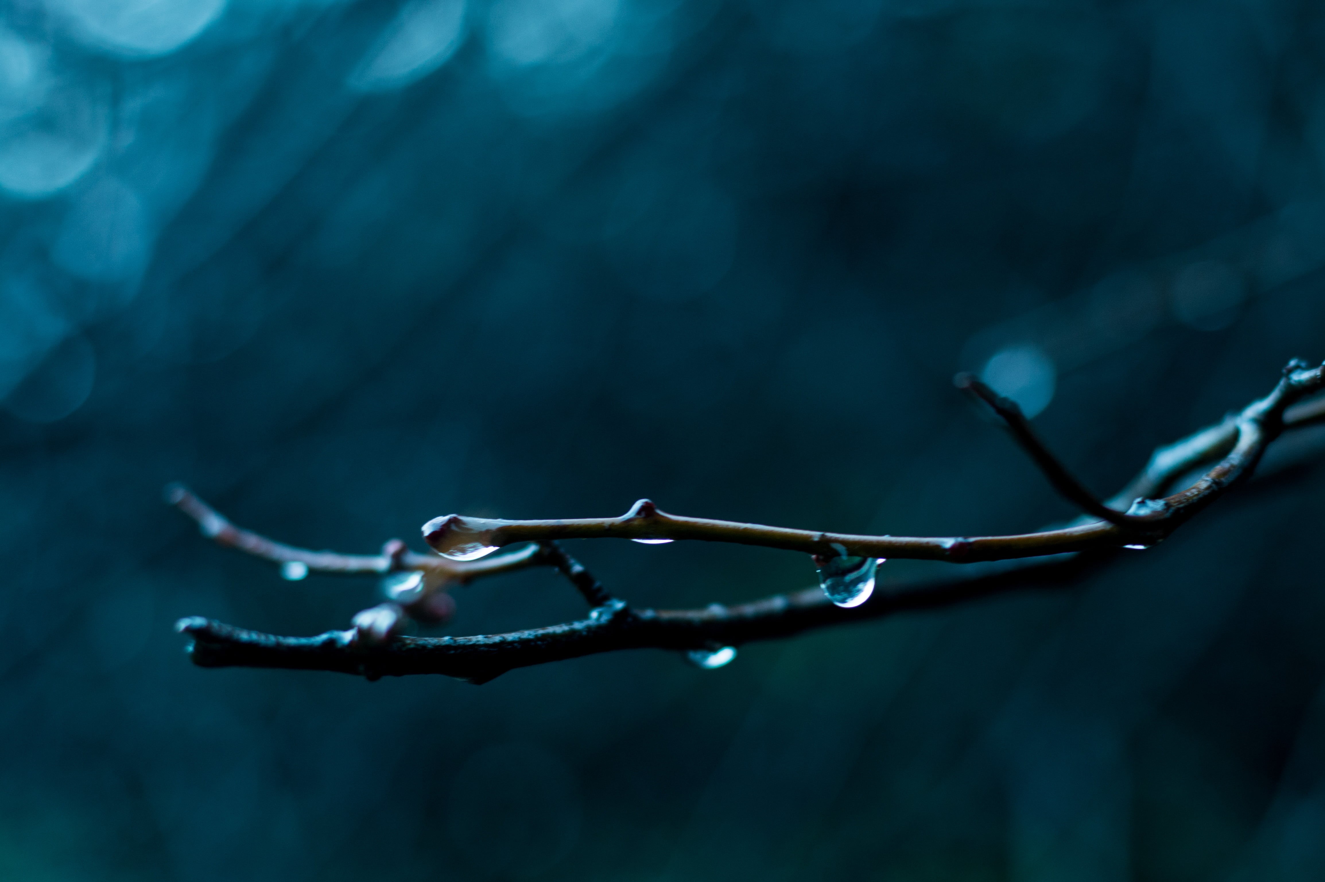 agua, macro photography, selective, close-up, Lluvia, water  blue, poetry, la, nature, backgrounds, natural, dew, memoria, árboles, olvido, de, poesía, HD Wallpaper