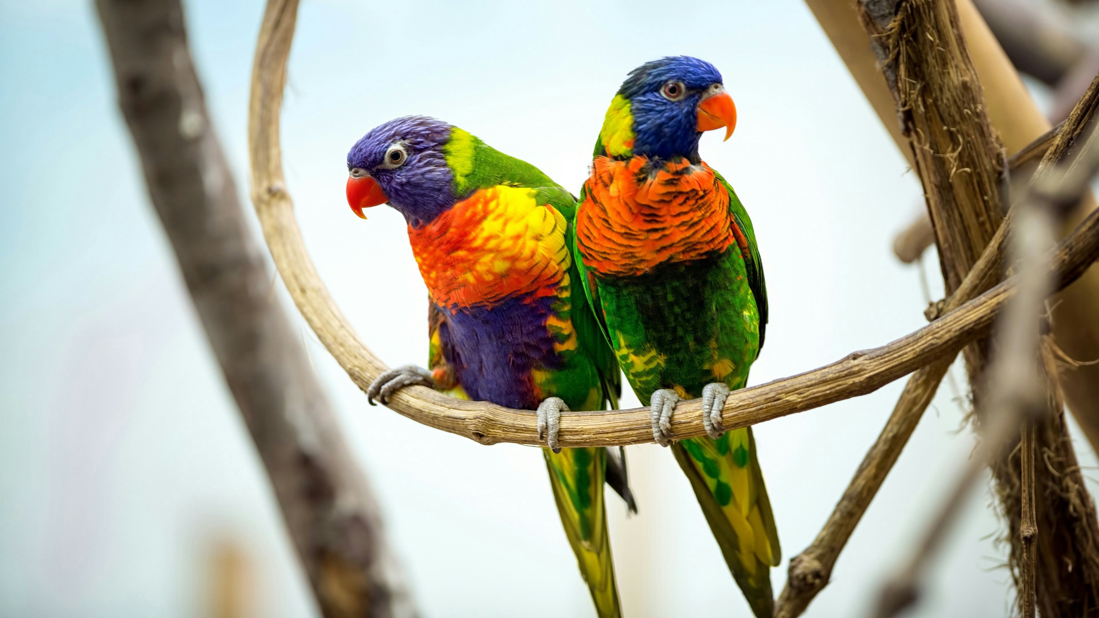 parrot, parrots, parrot pair, colorful, twig, couple, cute, 4K, bird, HD Wallpaper