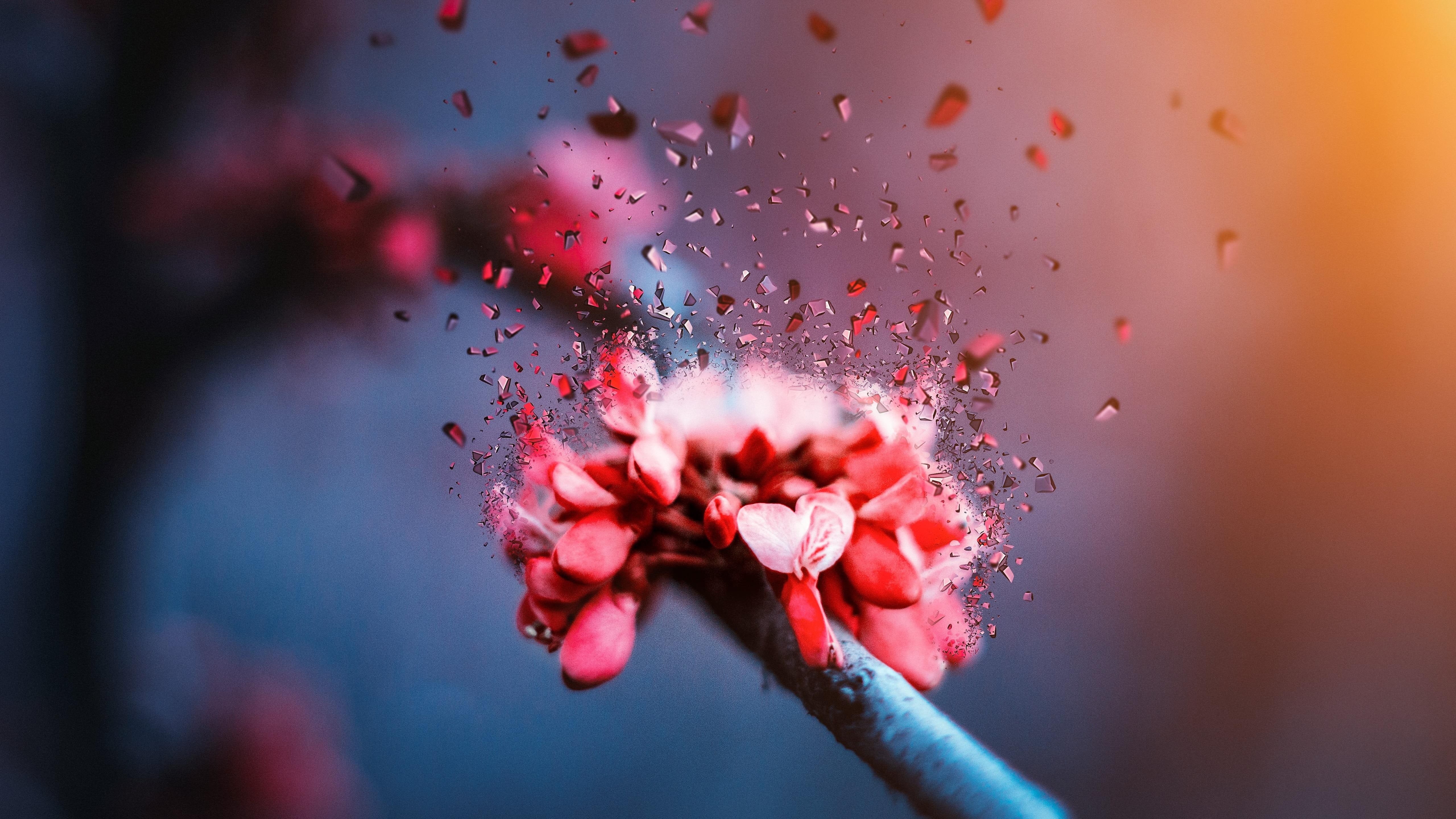 twig, red flower, 5K, branch, blossom, water, spring, plant, broken, petal, close up, macro photography, flora, flower, HD Wallpaper