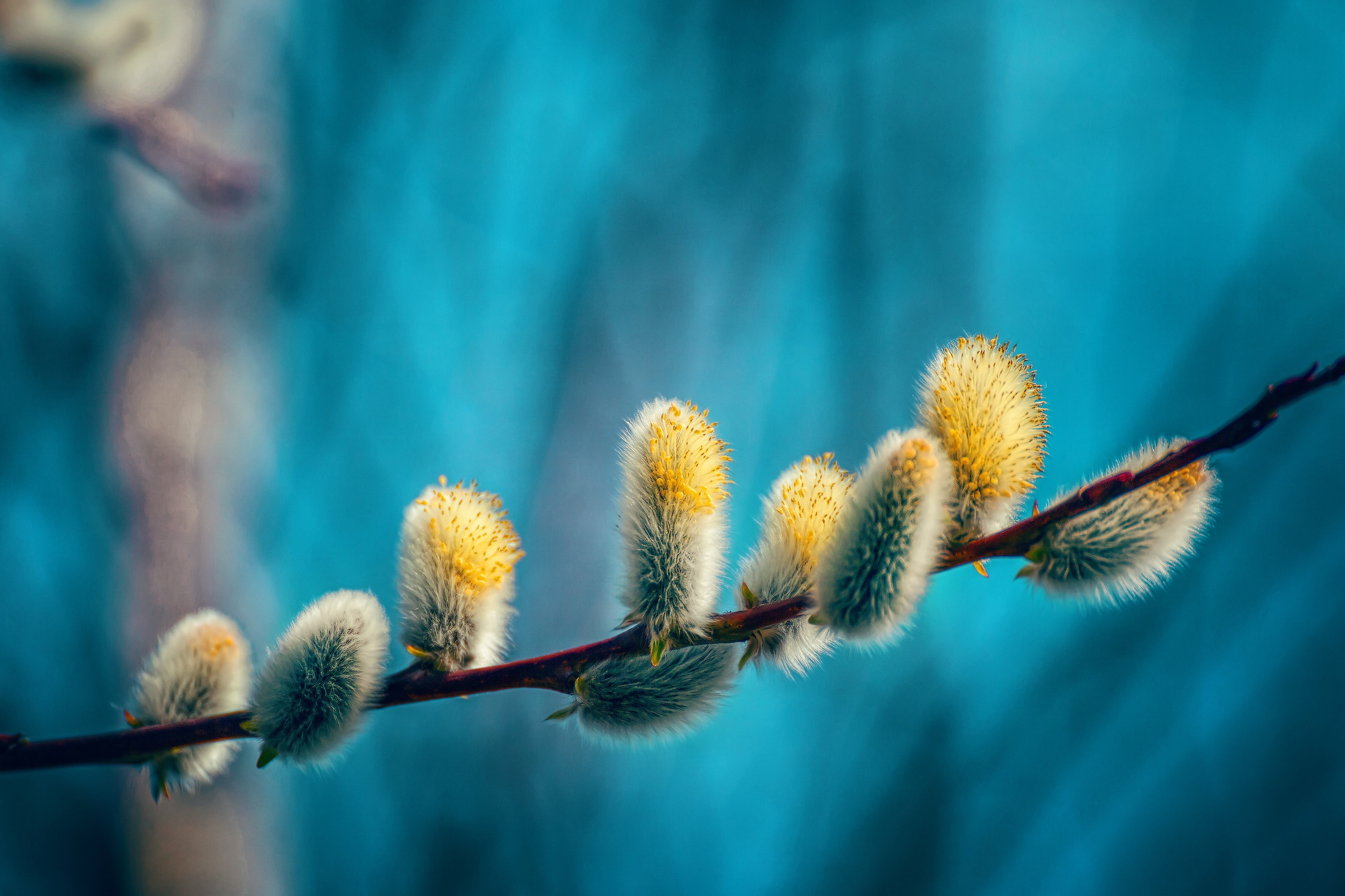 twigs, plants, branch, spring, 4K, nature, HD Wallpaper