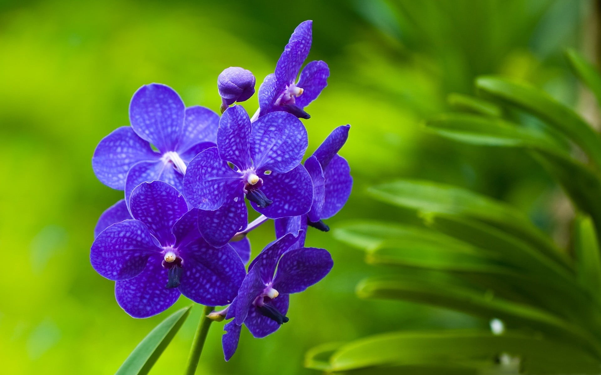 focus on foreground, springtime, bright, fragility, tropical Climate, blossom, plant, plant part, macro, twigs, day, petal, growth, singapore, moth Orchid, HD Wallpaper