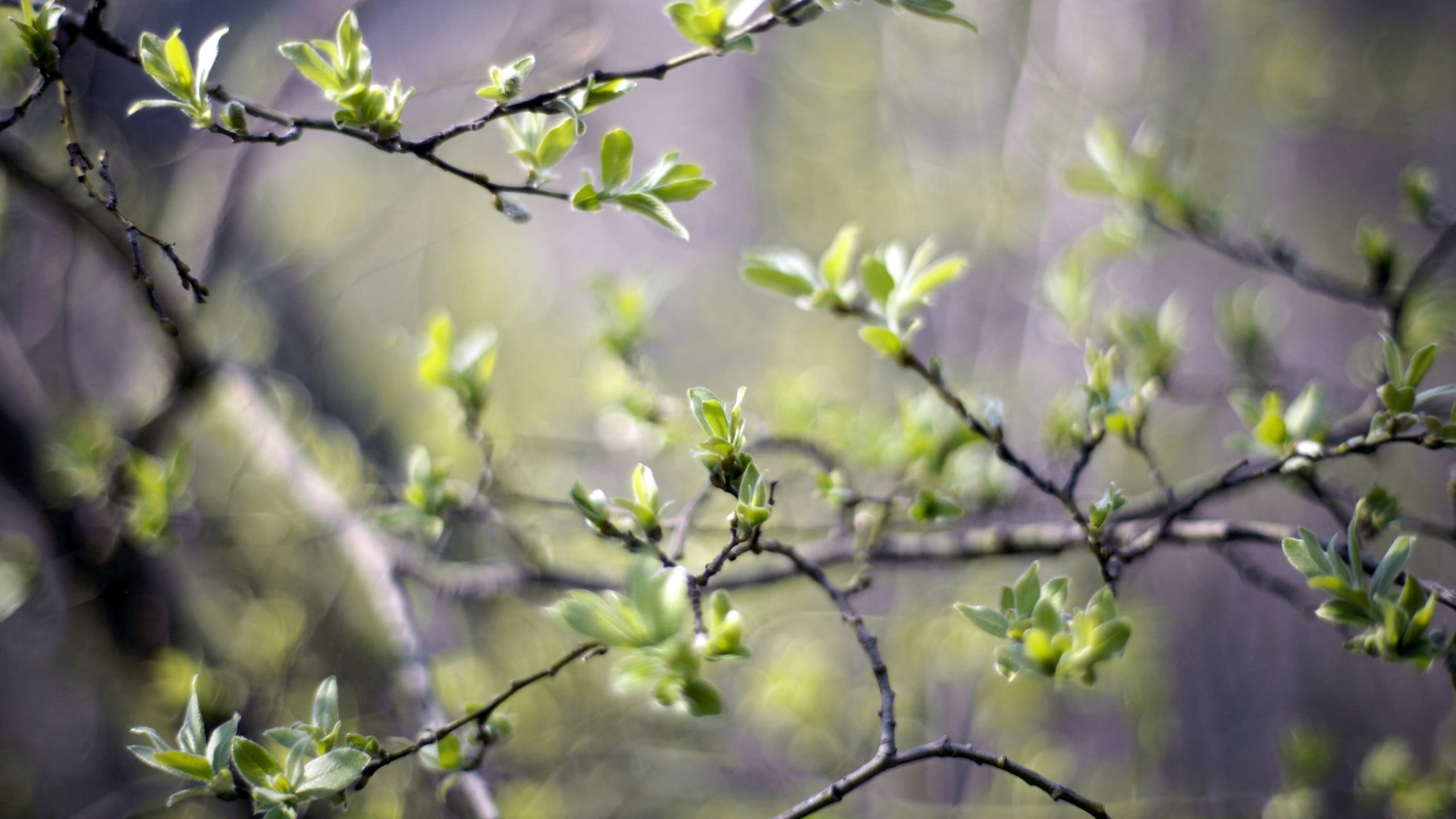 leaves, vulnerability, tranquility, focus on foreground, tree, depth of field, branch, growth, close-up, 2K, flower, no people, plant, plant part, green, HD Wallpaper
