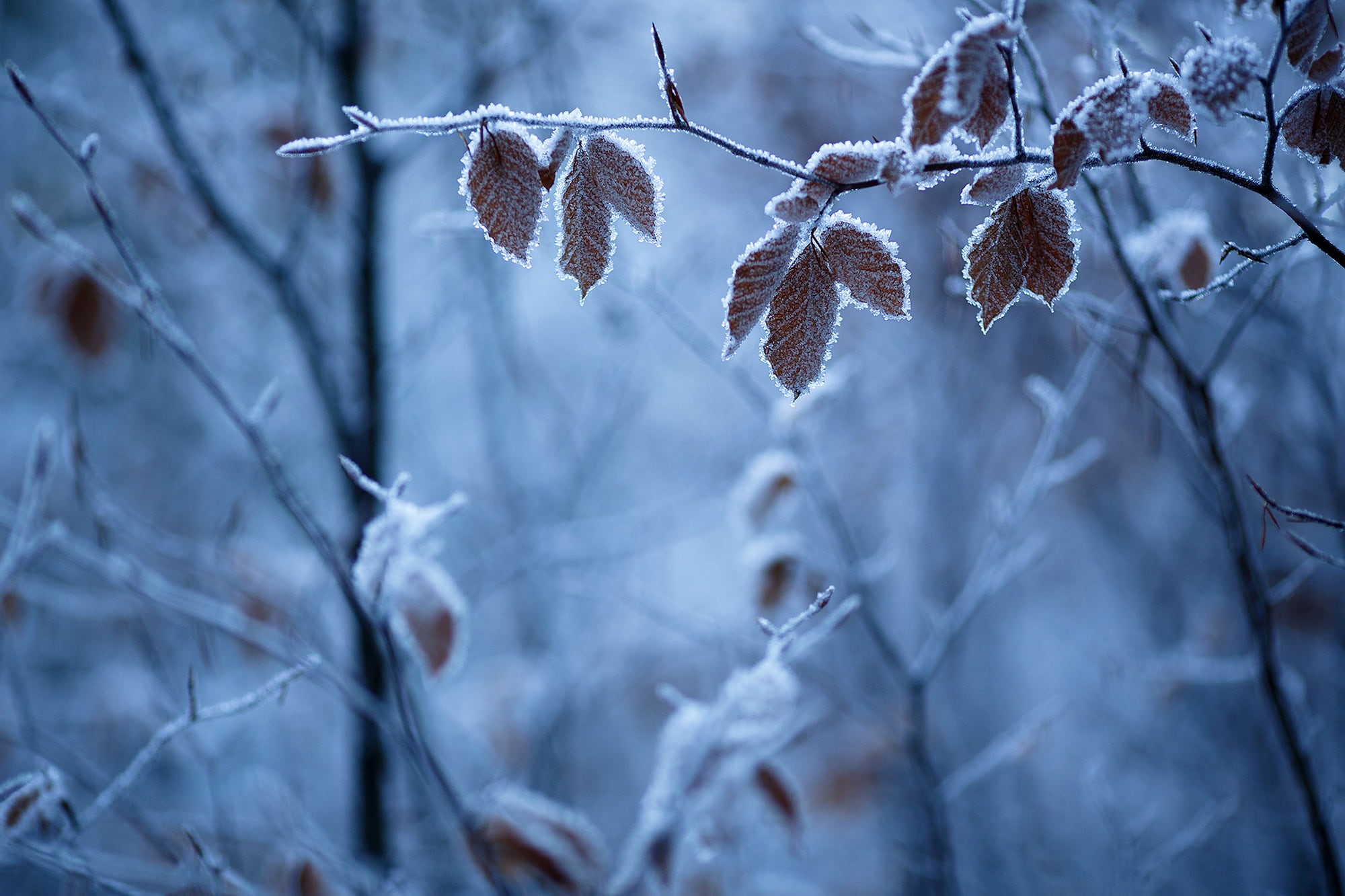 selective, focus on foreground, blizzard, leaf, christmas, blue, twigs, leaves, nature, frost, plant part, snowing, no People, twig, season, land, woodland, HD Wallpaper