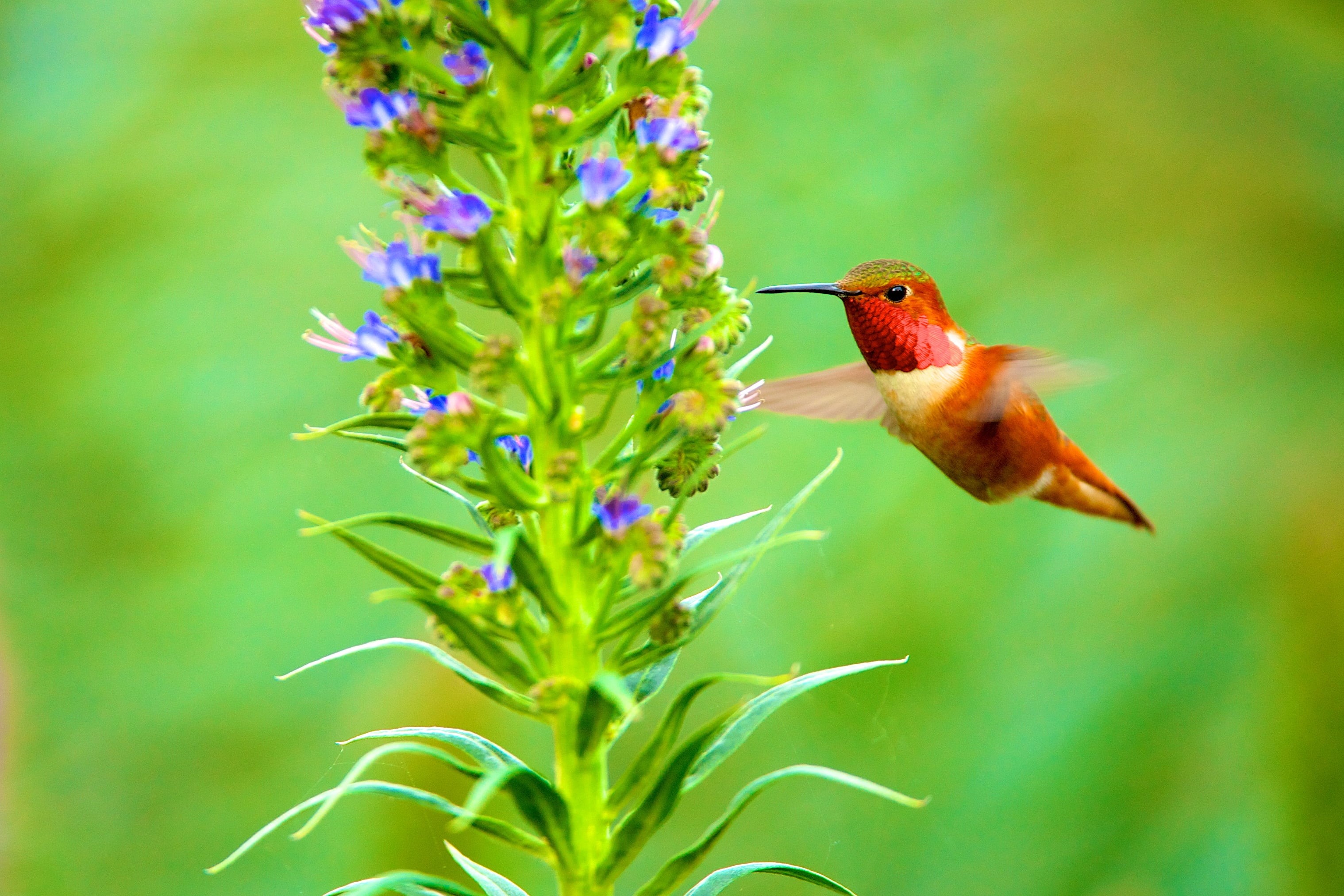 selective focus, animal, Hummingbird, plant, Afternoon, feather, hovering, selective, focus, daytime, red, beak, aviary, beside, Pride, wildlife, Nature, HD Wallpaper