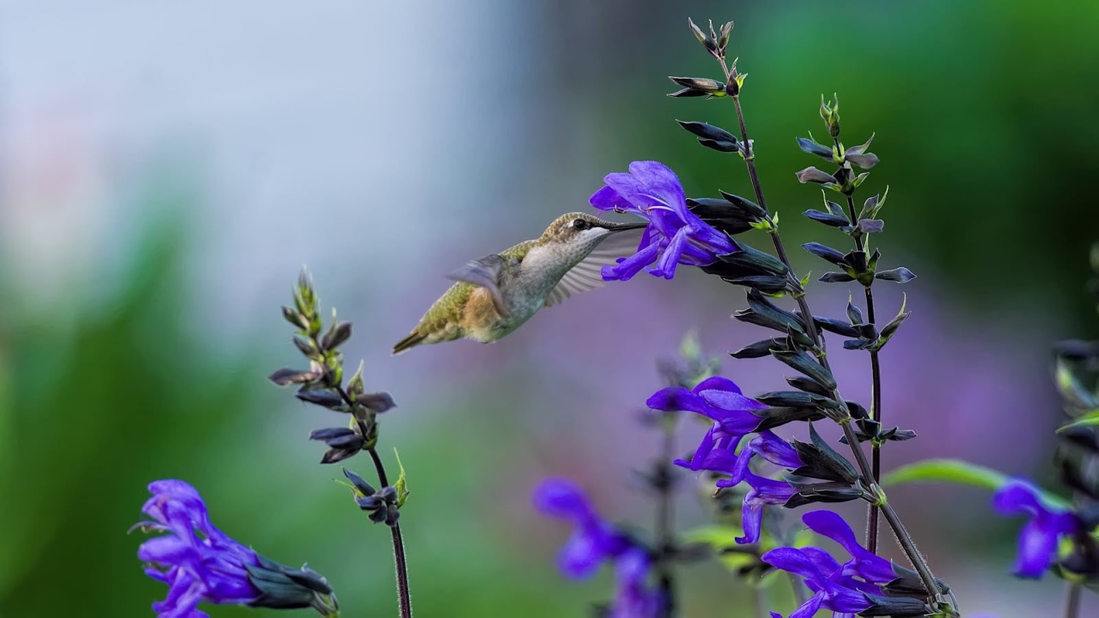 photography, flower, selective focus, animal, Flores, flower  flower, Caracole, blue  garden, petaled, purple, hovering, hummingbird, green, wildlife, focus, HD Wallpaper