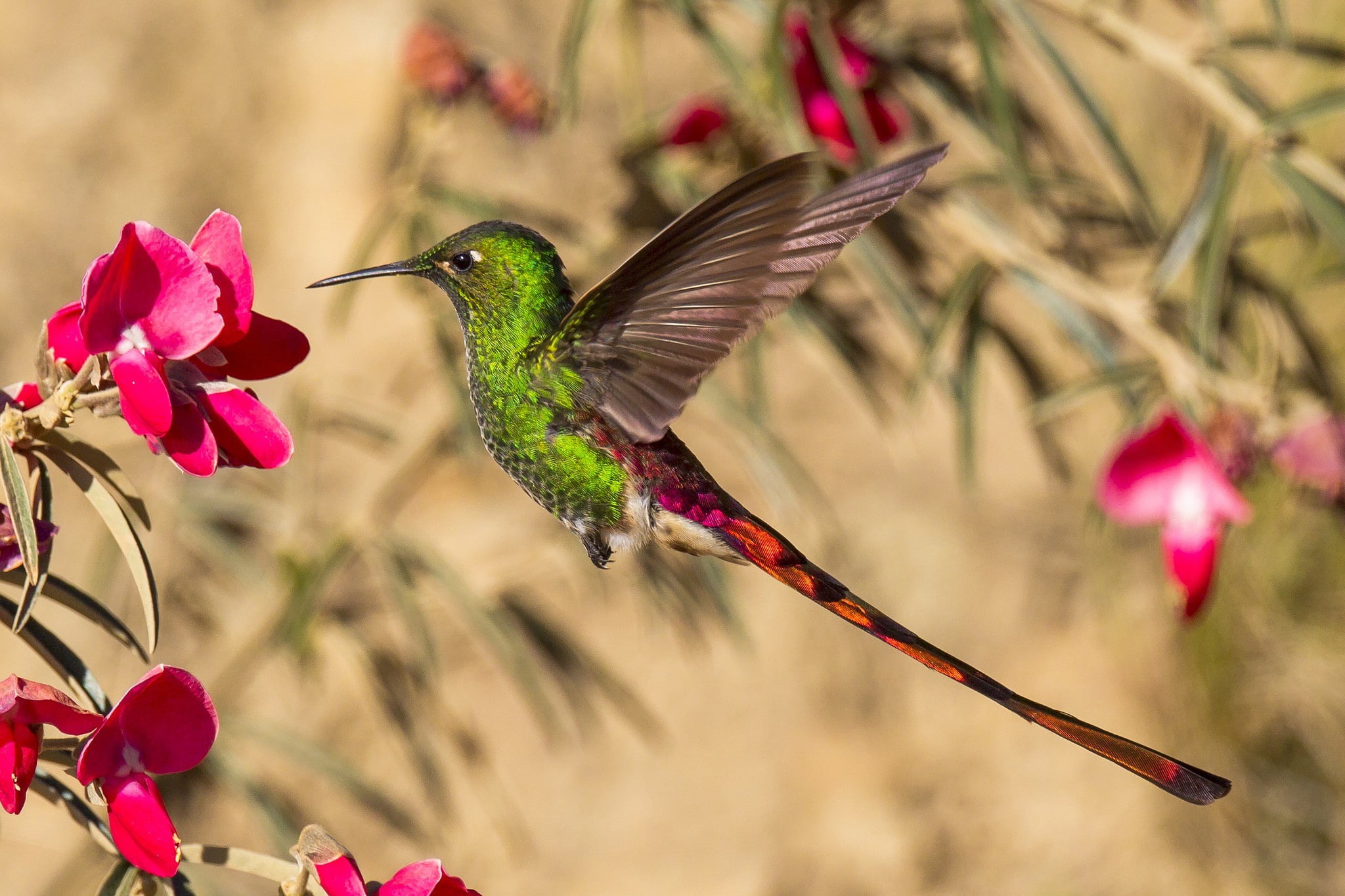 flower, hummingbird, red, bird, wings, beak, tail, green, 1080P, HD Wallpaper