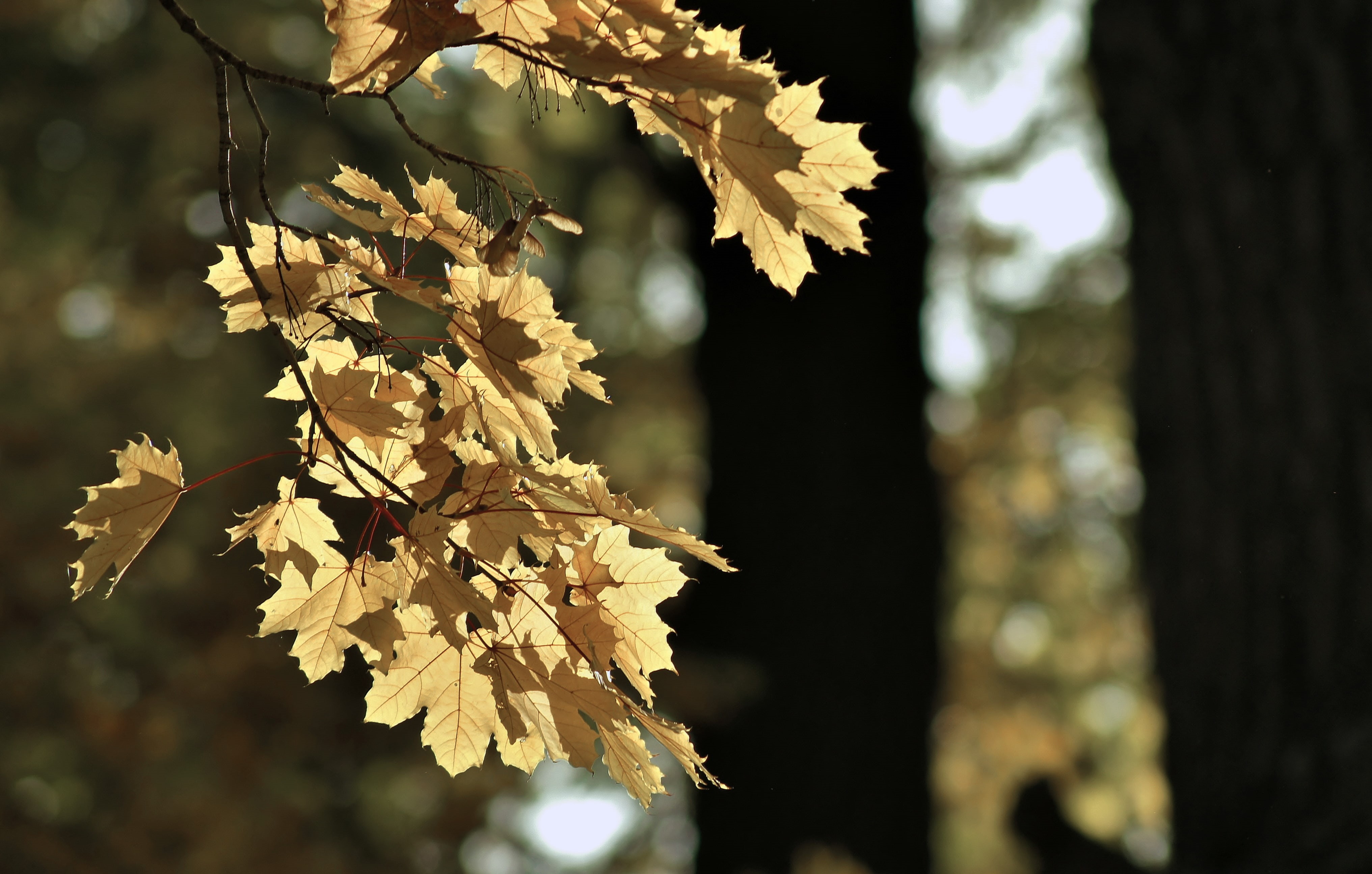 GAlex, mood, sheet, 4K, Autumn, Park, HD Wallpaper
