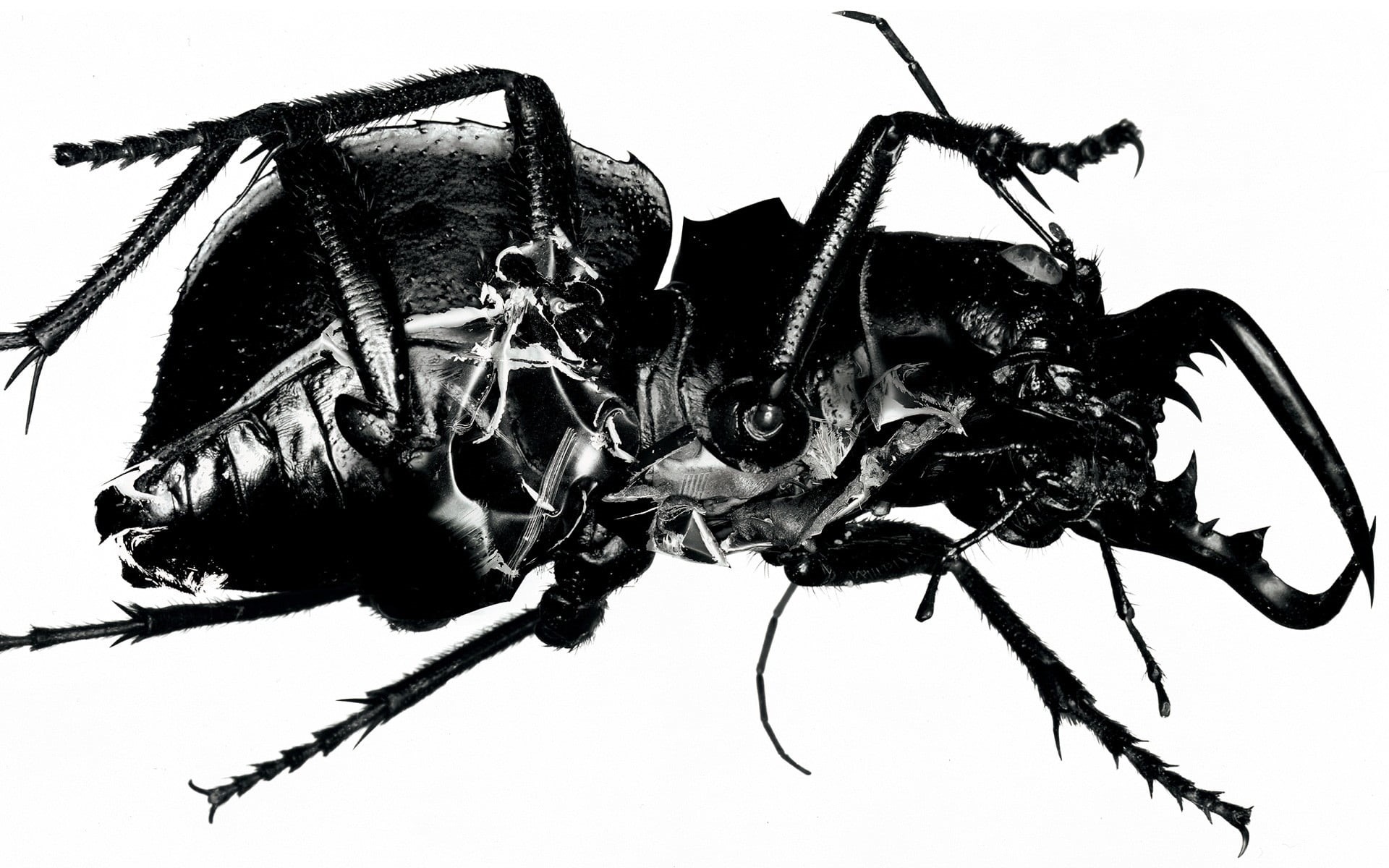 flowering plant, print, nature, insect, skull, black, sky, white, metal, animal, album covers, invertebrate, close-up, textile, Massive Attack , low angle view, HD Wallpaper