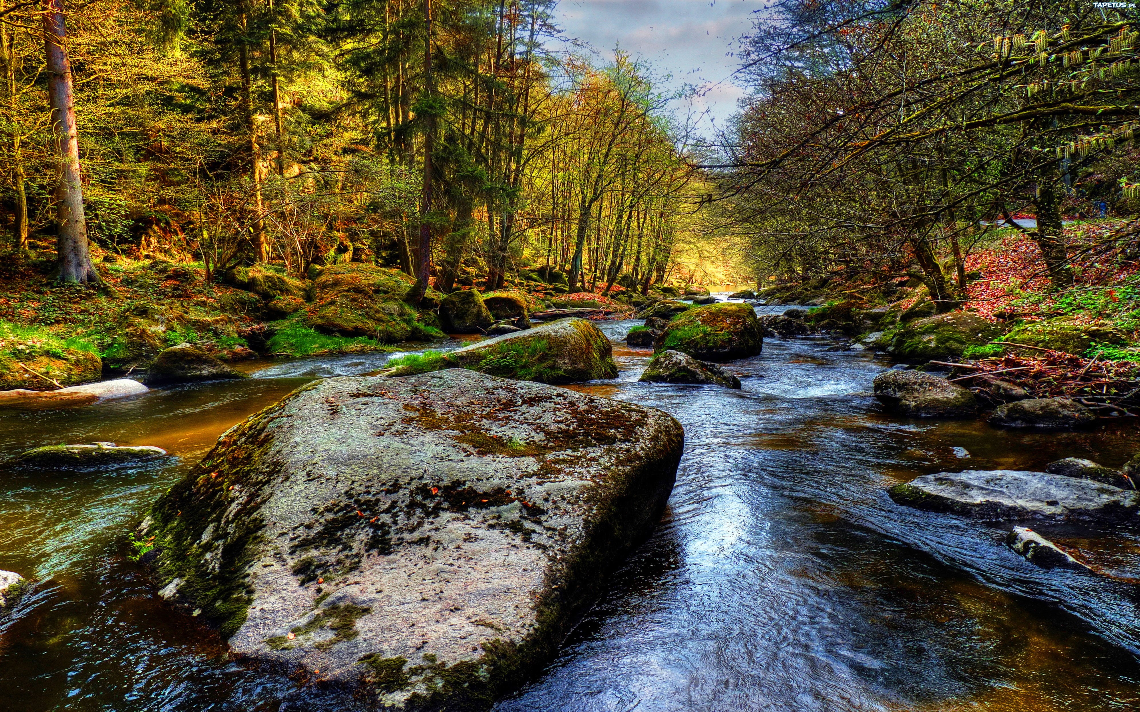 tranquility, stream - flowing water, no people, flowing, 4K, forest, outdoors, rock - object, flowing water, motion, scenics - nature, solid, stone, nature, HD Wallpaper