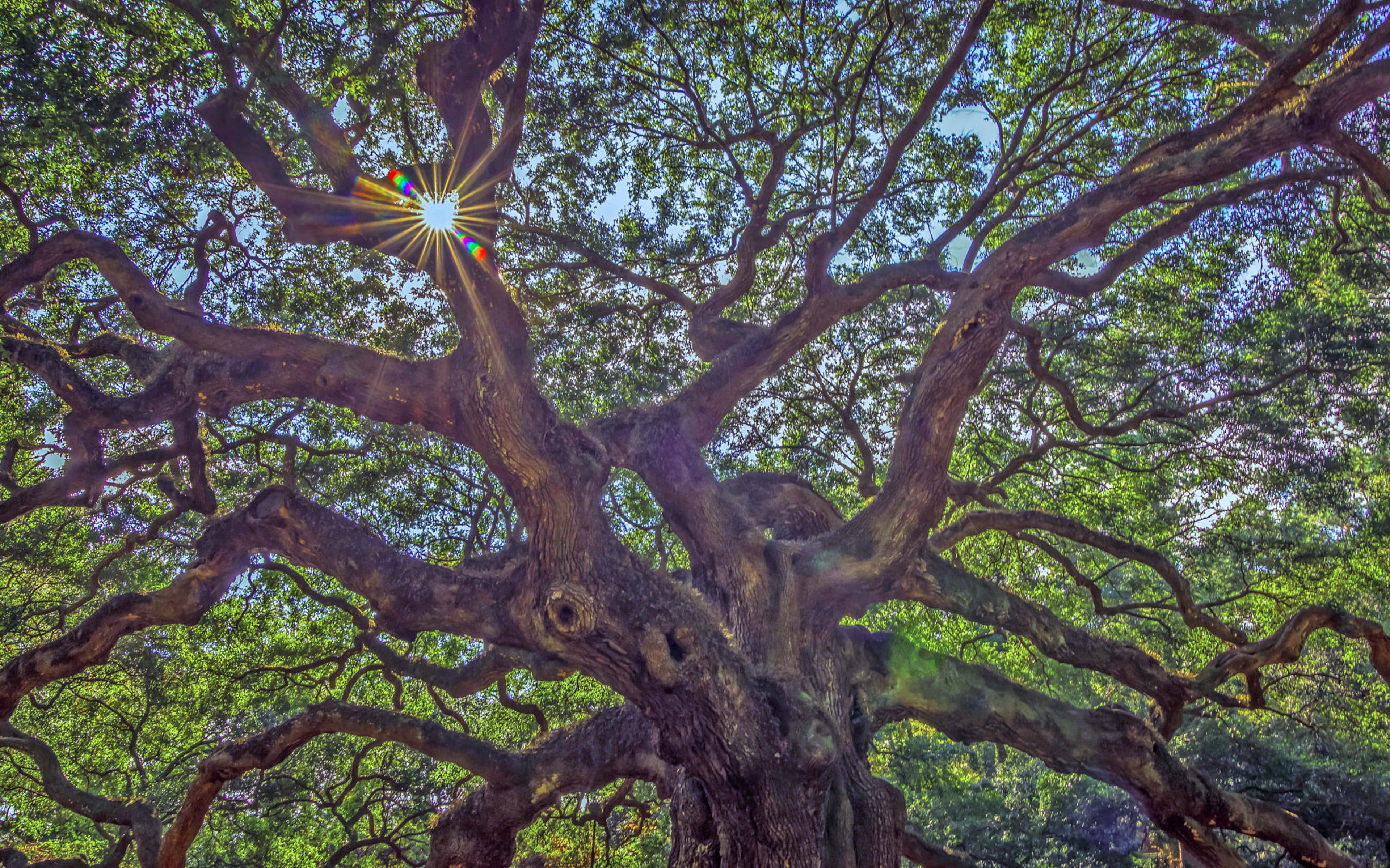 desktop, tree, environment, island, mobile, tree trunk, john, day, pc, tablet, land, oak, hd, phones, low angle view, green color, angel, carolina, scenics - nature, HD Wallpaper