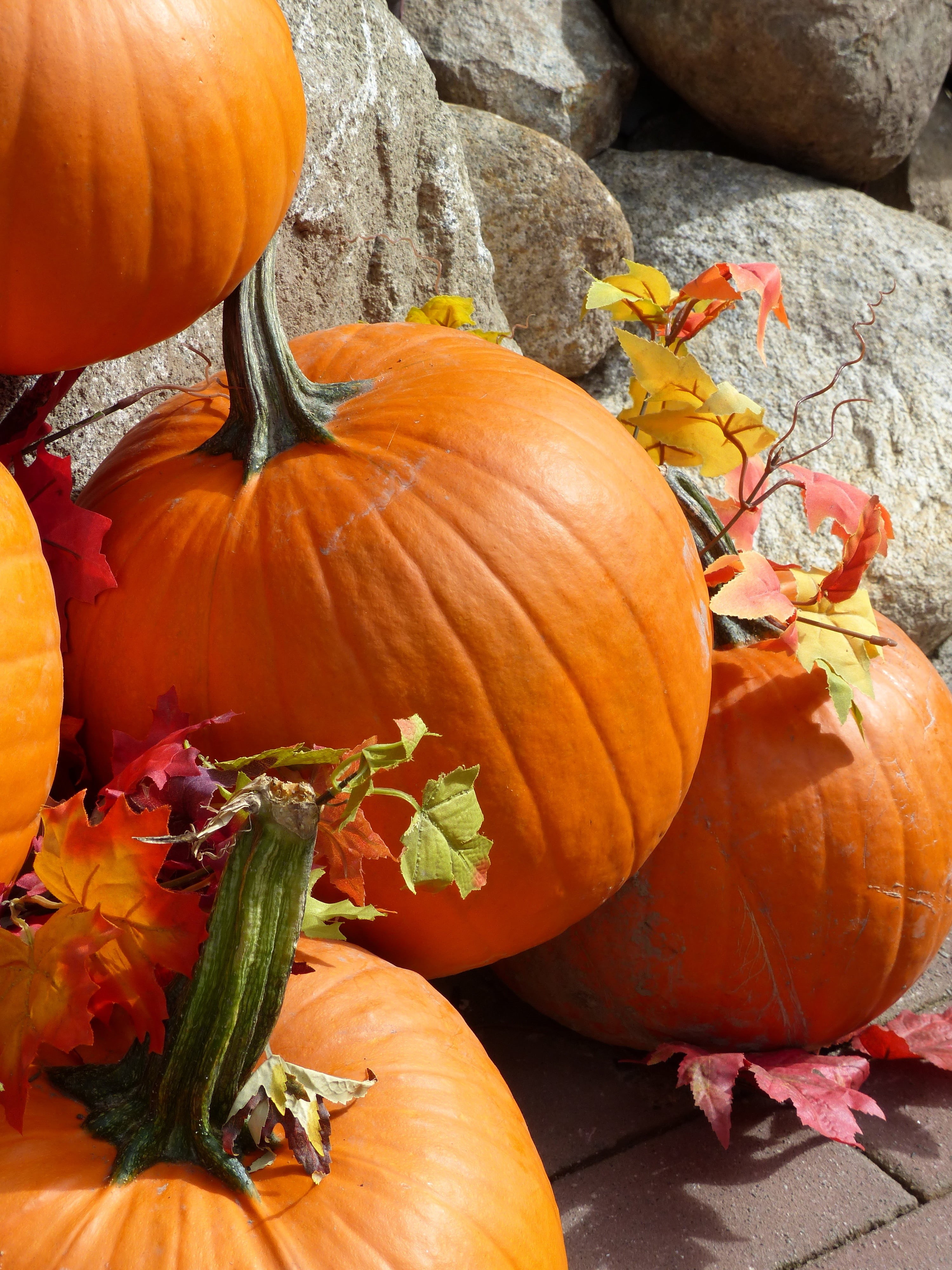 colorful, no people, plant stem, pumpkin, squash - vegetable, food, massive, healthy eating, jack o lantern, big, food and drink, autumn, celebration event, Phone HD Wallpaper