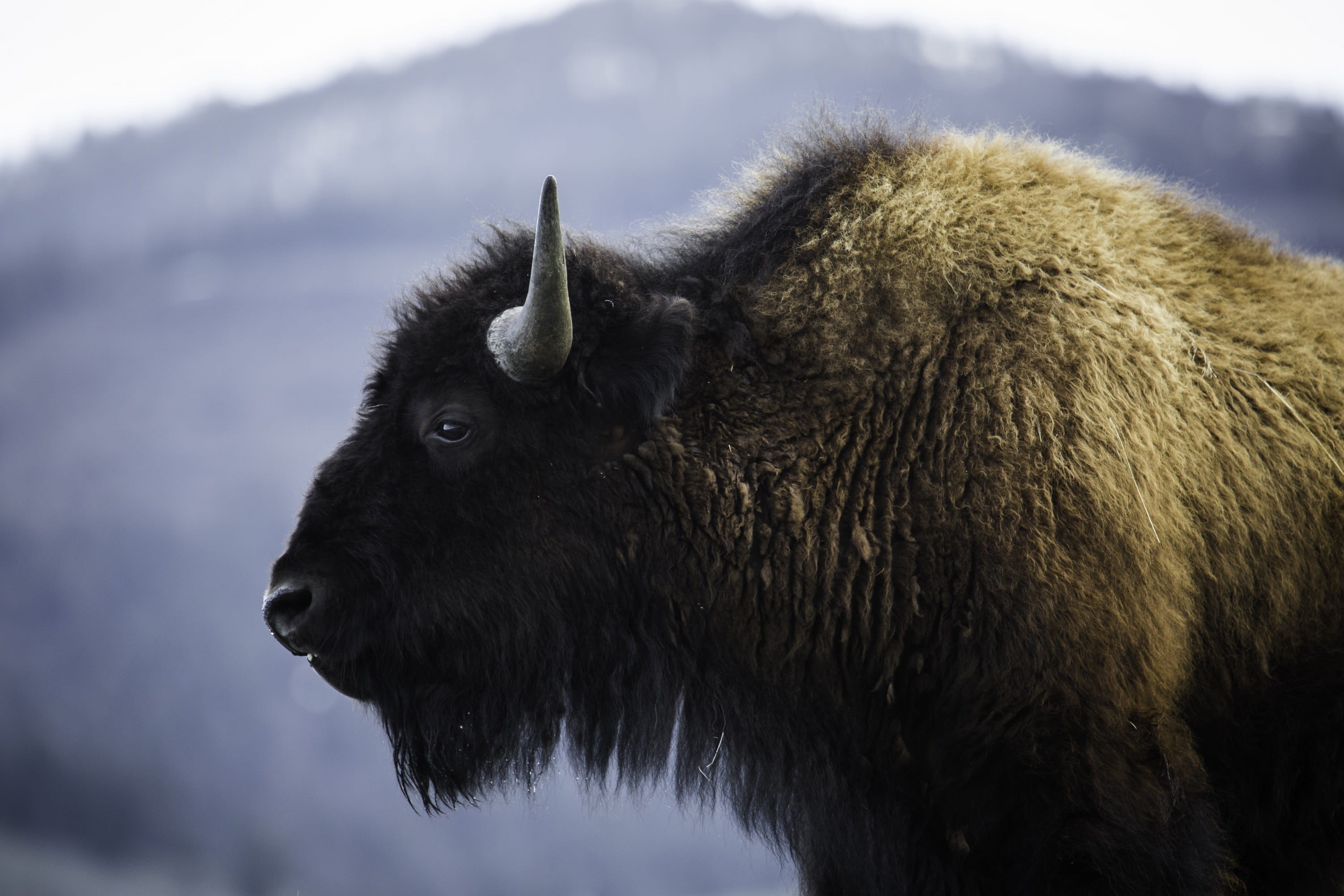 head, buffalo, mammal, lamar valley, portrait, horns, horned, domestic animals, one animal, animal wildlife, profile view, herbivorous, focus on foreground, HD Wallpaper