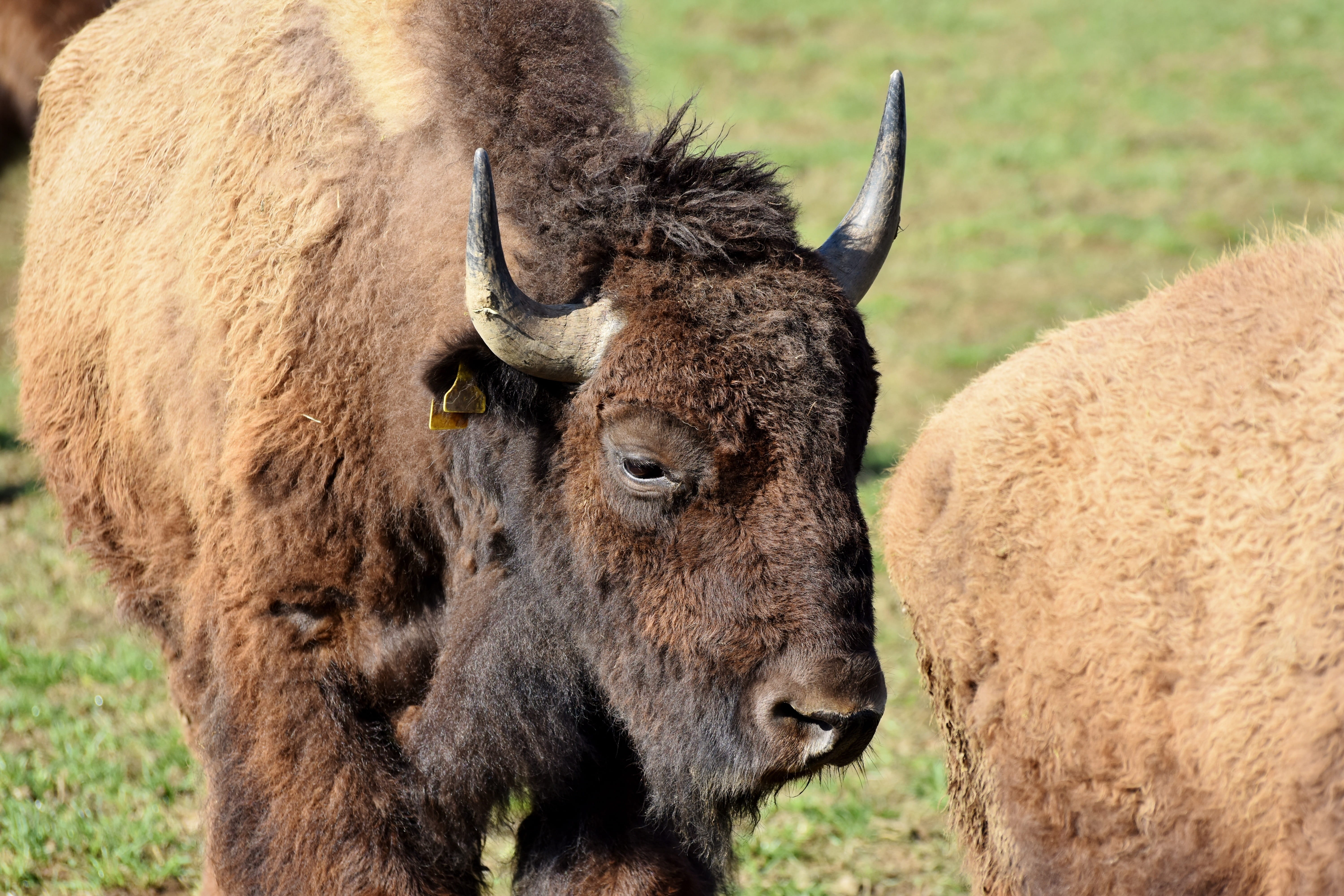 brown, livestock, horned, pasture, horns, bison, vertebrate, standing, no people, massive, portrait, animal wildlife, mammal, animal head, field, animals in the wild, HD Wallpaper