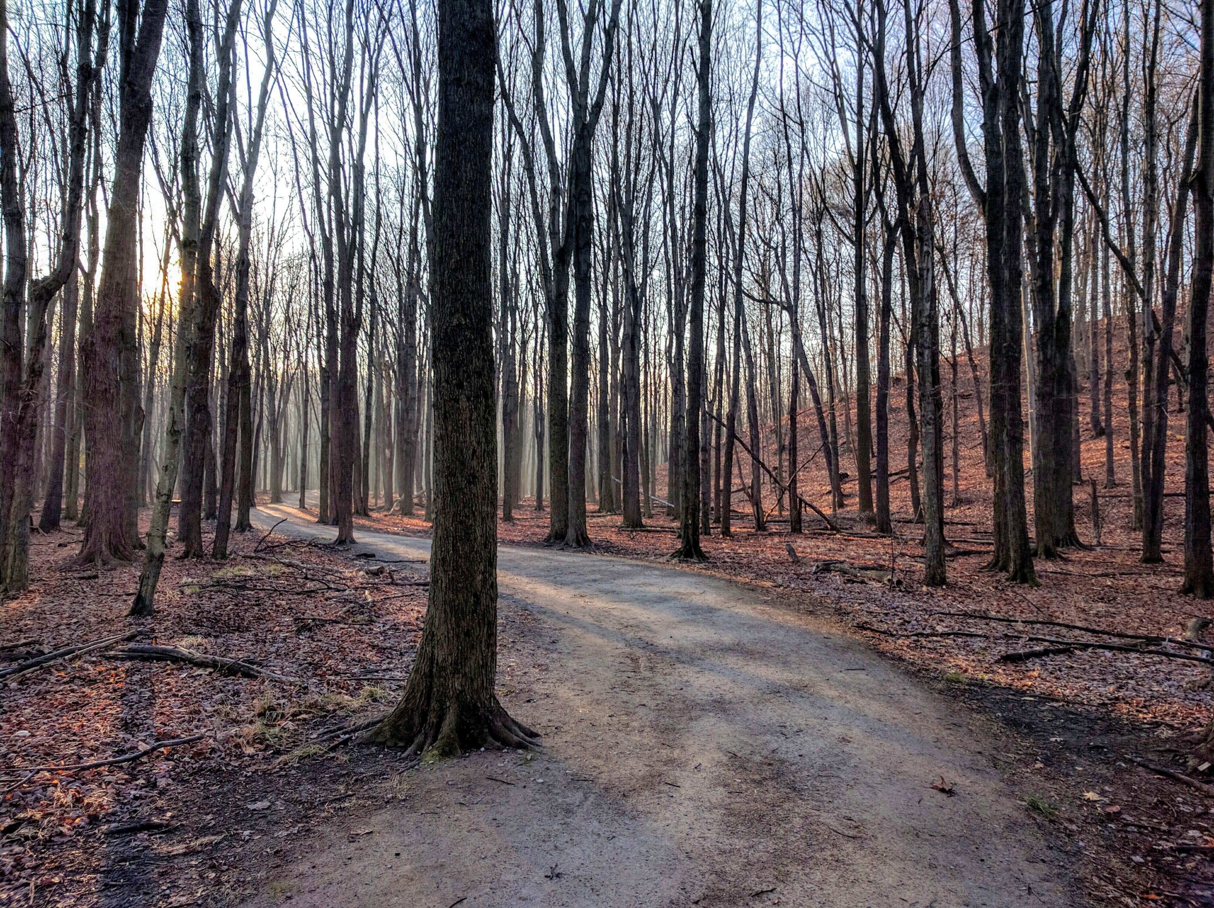 plant, tree, nature, scenics - nature, environment, grove, dirt road, pathway, vegetation, trees, growth, landscape, trunk, beside, grey, united states, HD Wallpaper