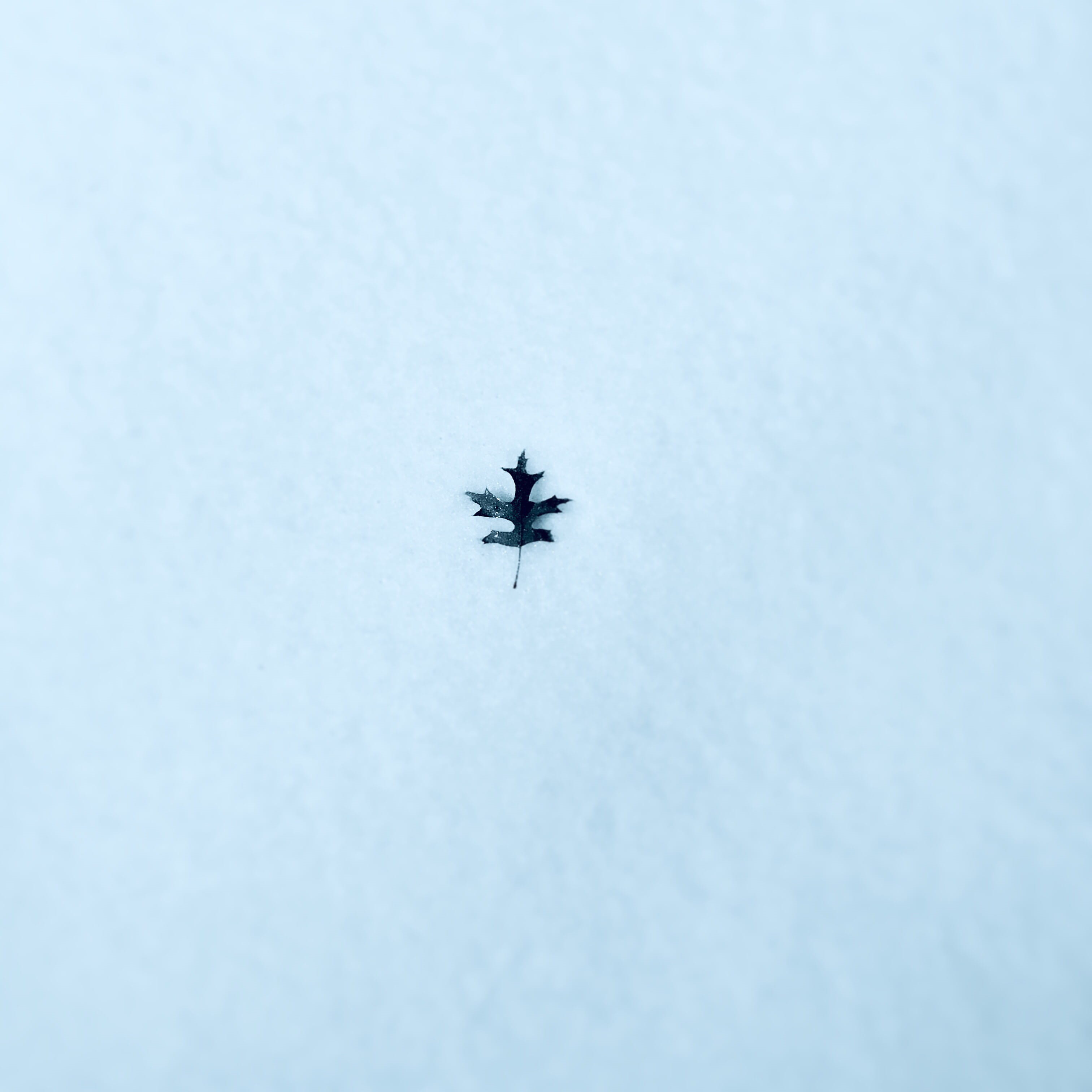 low angle view, no people, calm, insect, mode of transportation, one animal, animal, directly below, air vehicle, flying, copy space, vehicle, transportation, Phone HD Wallpaper