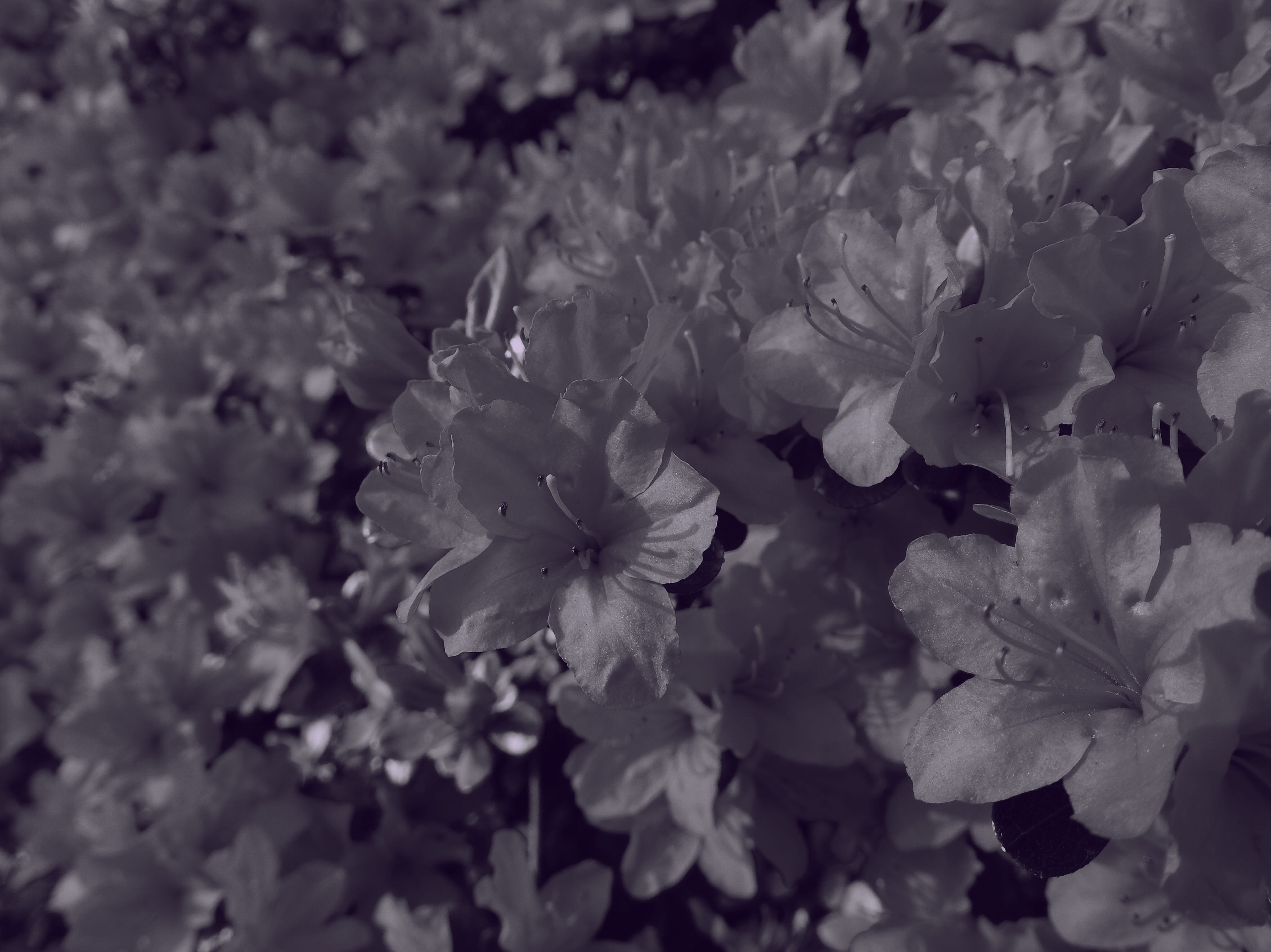 fragility, carnation, dark, back, cherry blossom, geranium, purity, ridgewood, 4K, purple, blossom, leaf, beauty in nature, flowering plant, full frame, HD Wallpaper