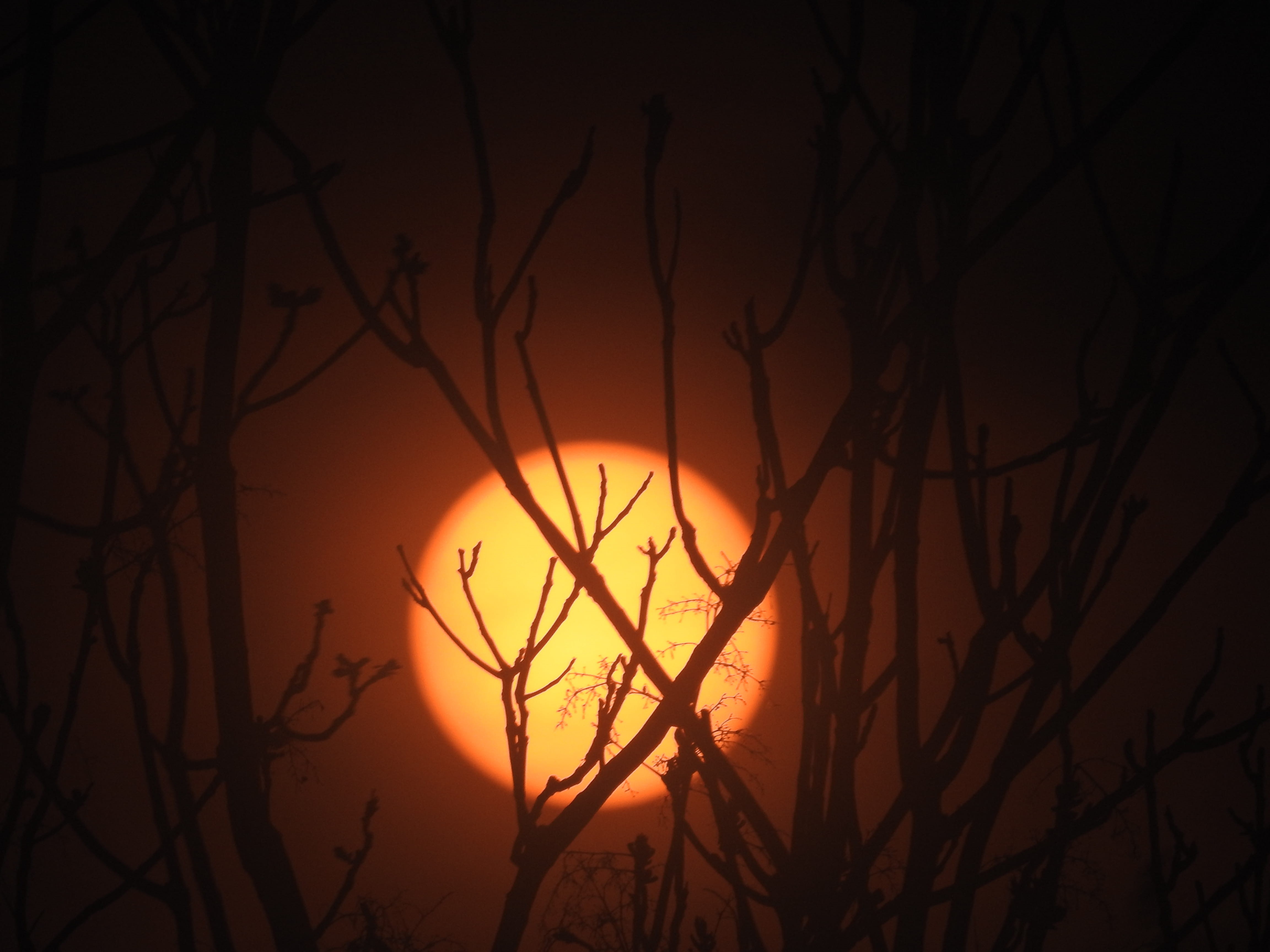solar, sun, silhouette, moonlight, trees, sunset, orange color, nature, no people, bare tree, 4K, outdoors, idyllic, tranquility, tranquil scene, united states, HD Wallpaper