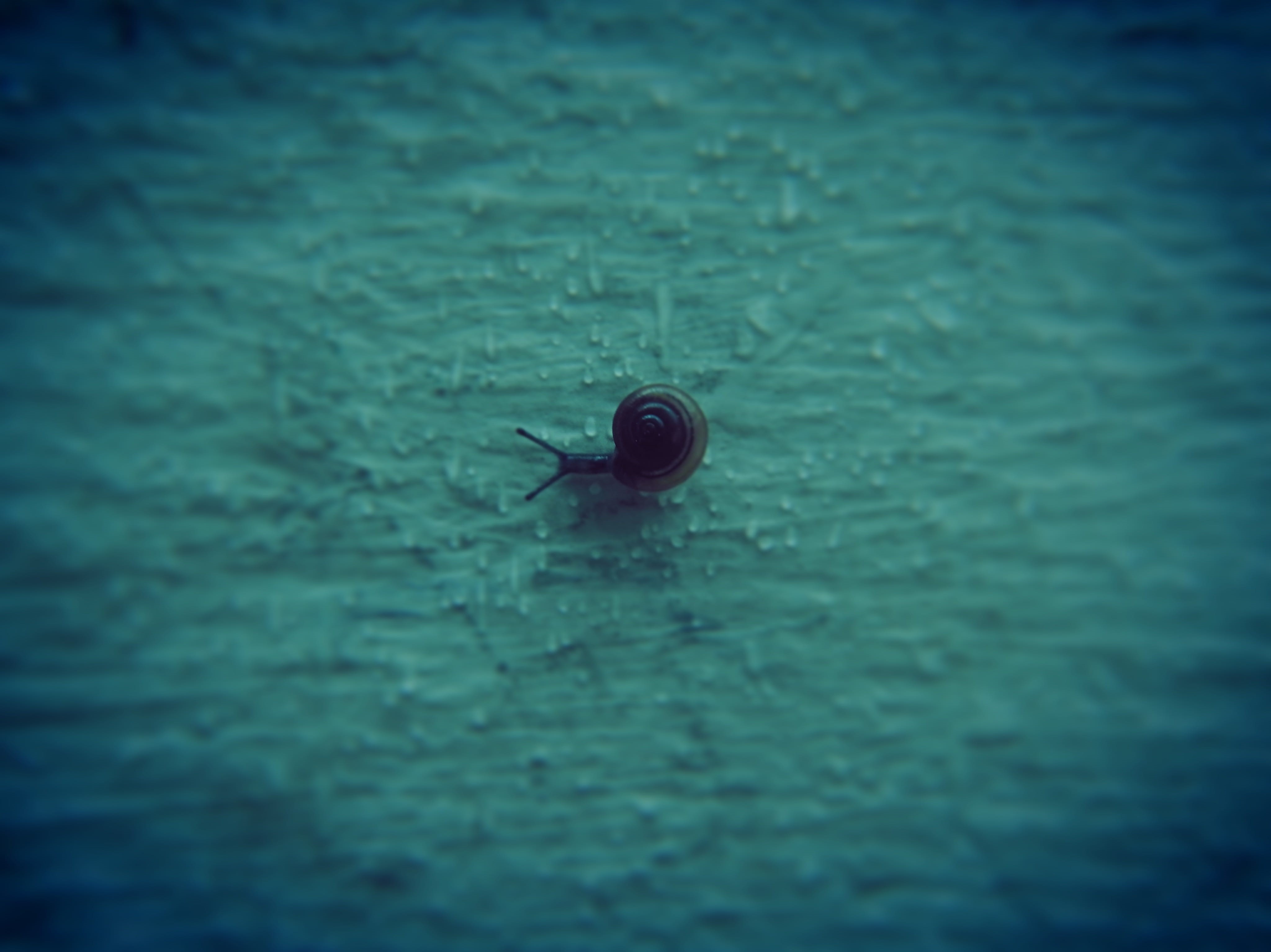 day, animal, no people, blue, wall, insect, animals in the wild, invertebrate, auto post production filter, ridgewood, small, animal wildlife, snail, macro, HD Wallpaper