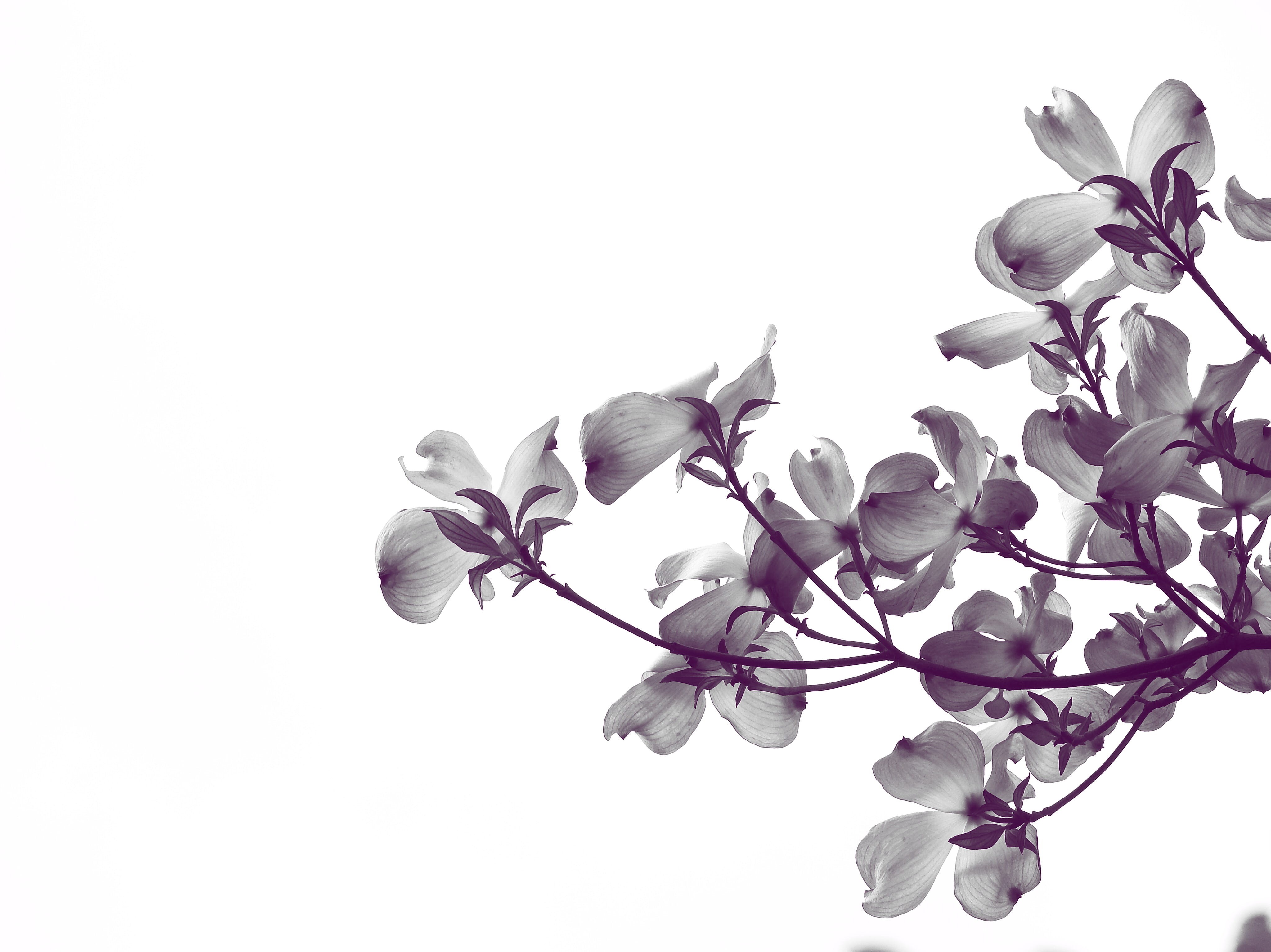 ridgewood, flowering plant, copy space, flower head, bird, 4K, branch, plant, growth, spring, sprout, bud, flowers, geranium, beauty in nature, cherry blossom, HD Wallpaper