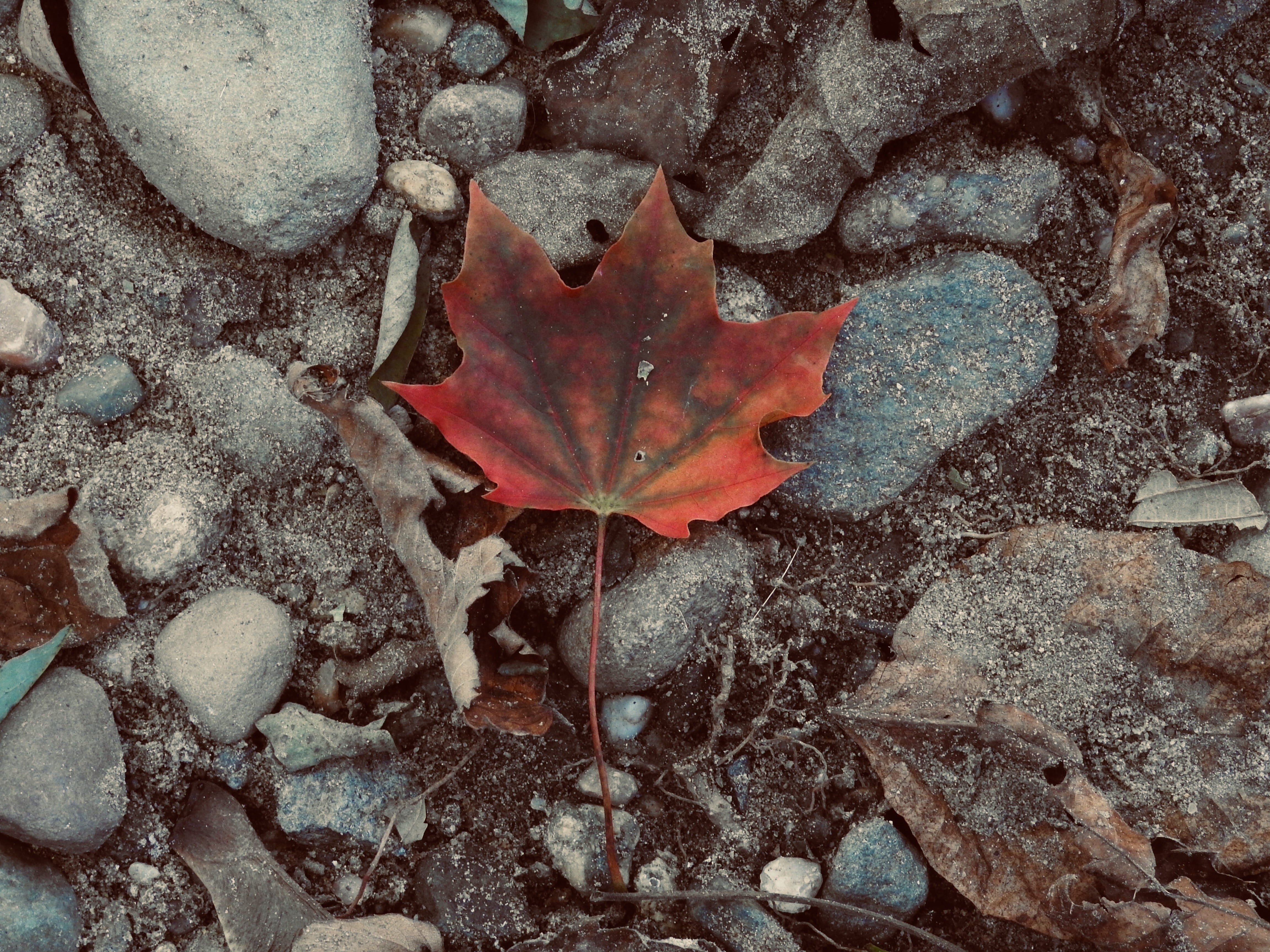 plant, leaf, day, textured, high angle view, no people, natural pattern, land, outdoors, nature, united states, dry, maple leaf, directly above, change, HD Wallpaper