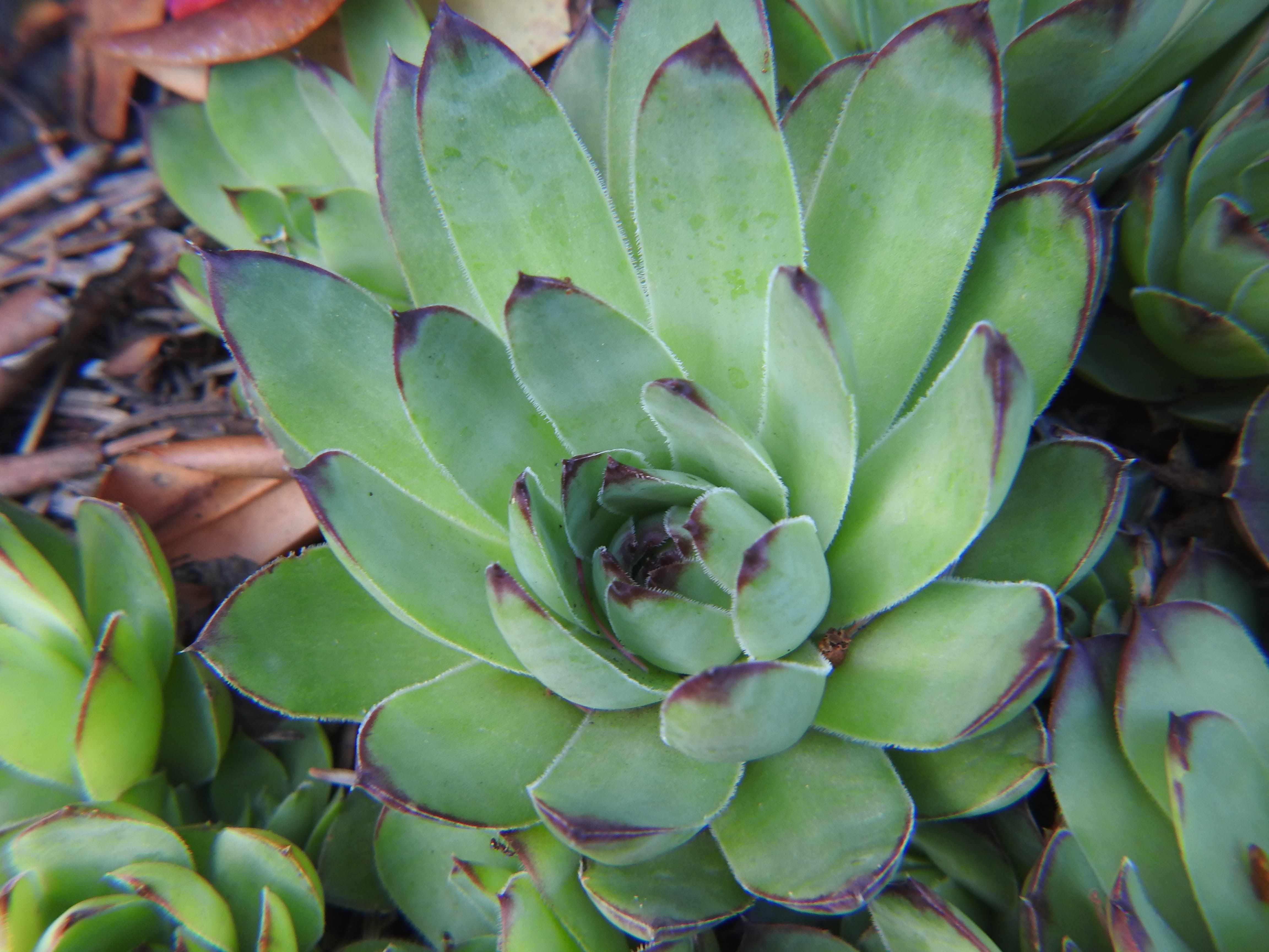 full frame, succulent plant, outdoors, no people, succulent, beauty in nature, close-up, nature, day, field, high angle view, leaf, united states, green color, HD Wallpaper