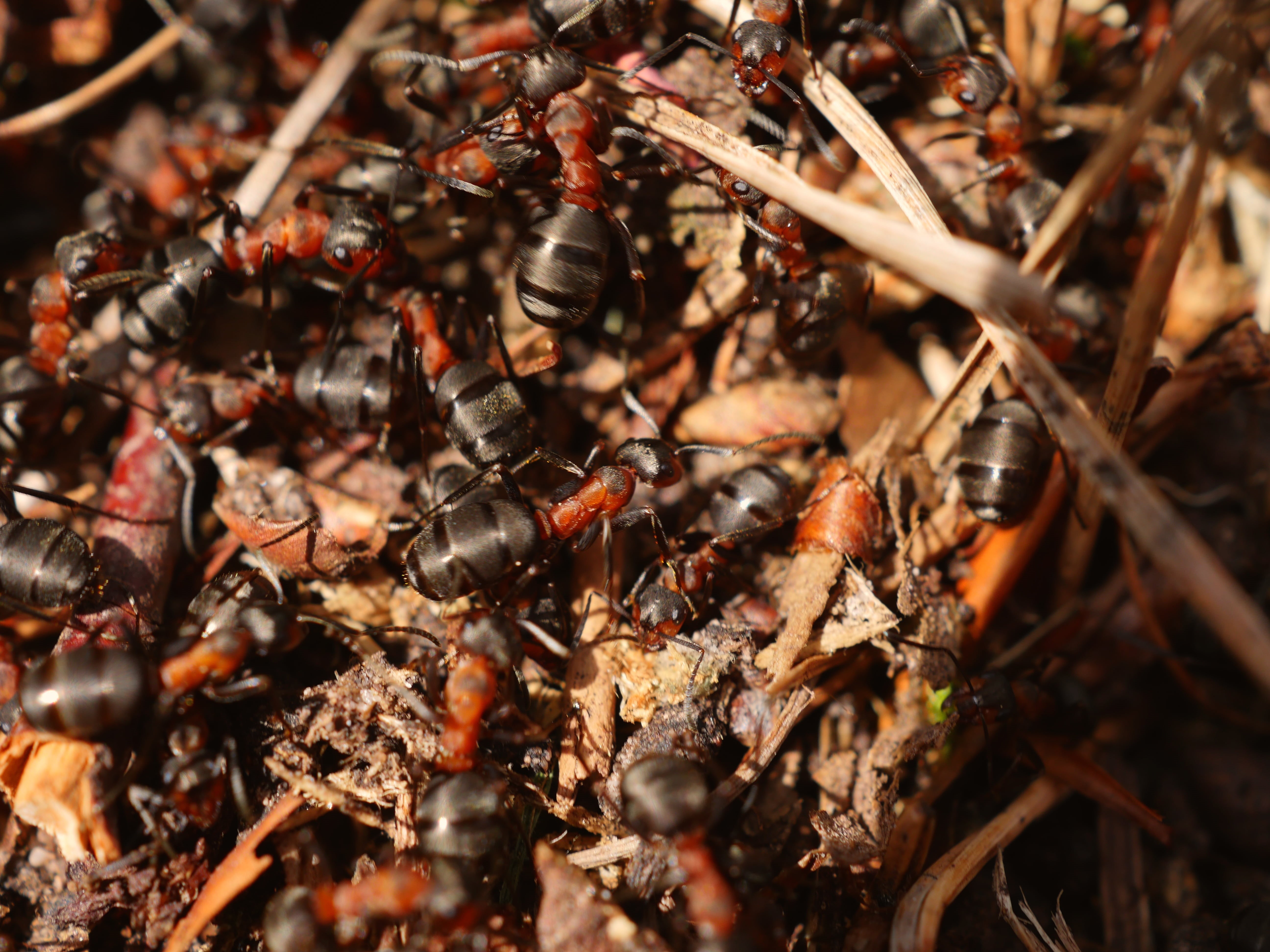 sunlight, close, sense of touch, nature conservation, red, beehive, gathering, near threatened, bee, invertebrate, black, social, ants, insect, apiculture, HD Wallpaper