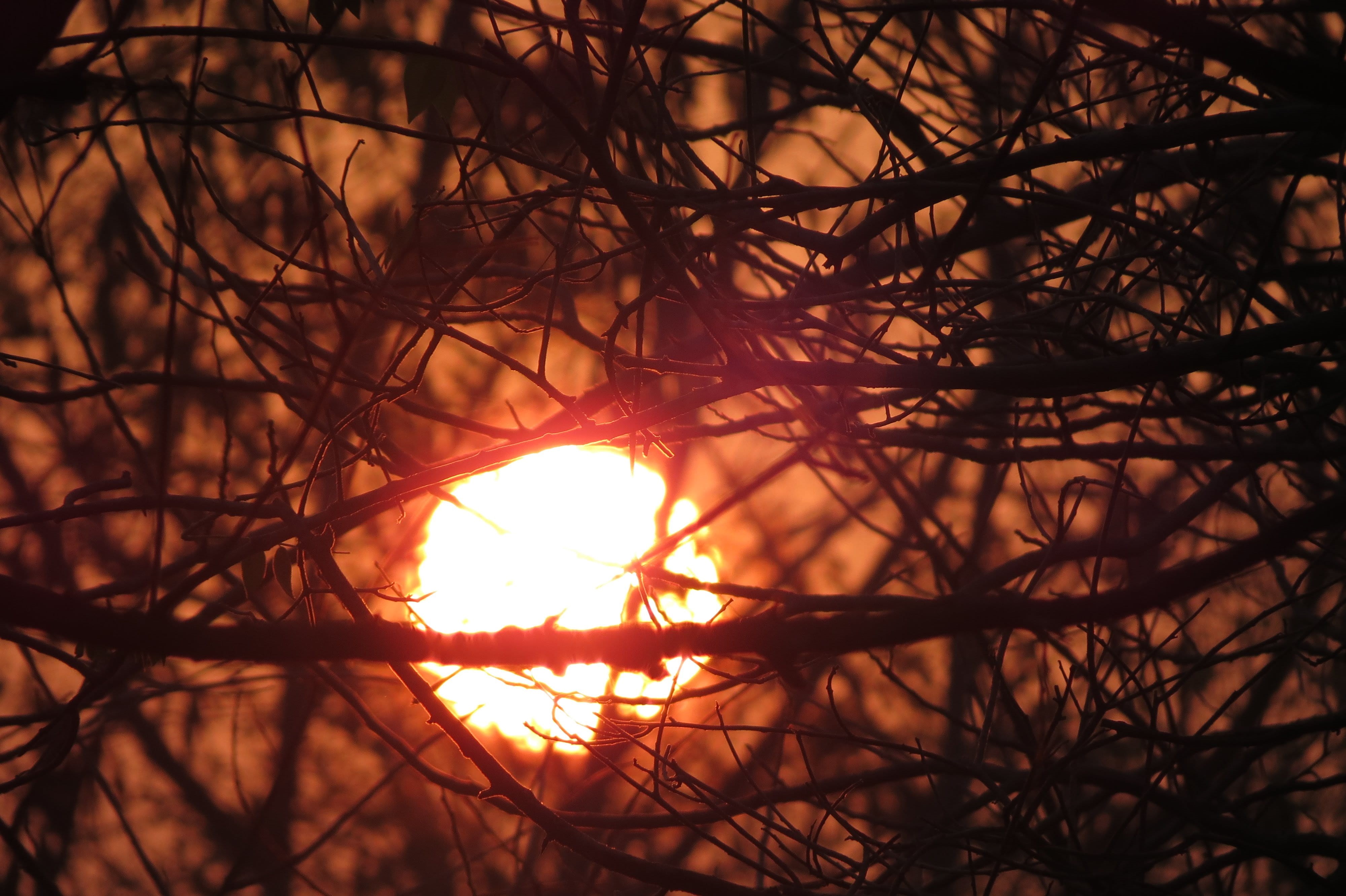 4K, sun, selective, bare tree, plant, no people, tranquil scene, chaotic, sunlight, focus, hope, rays, tree, beauty in nature, tranquility, orange color, HD Wallpaper