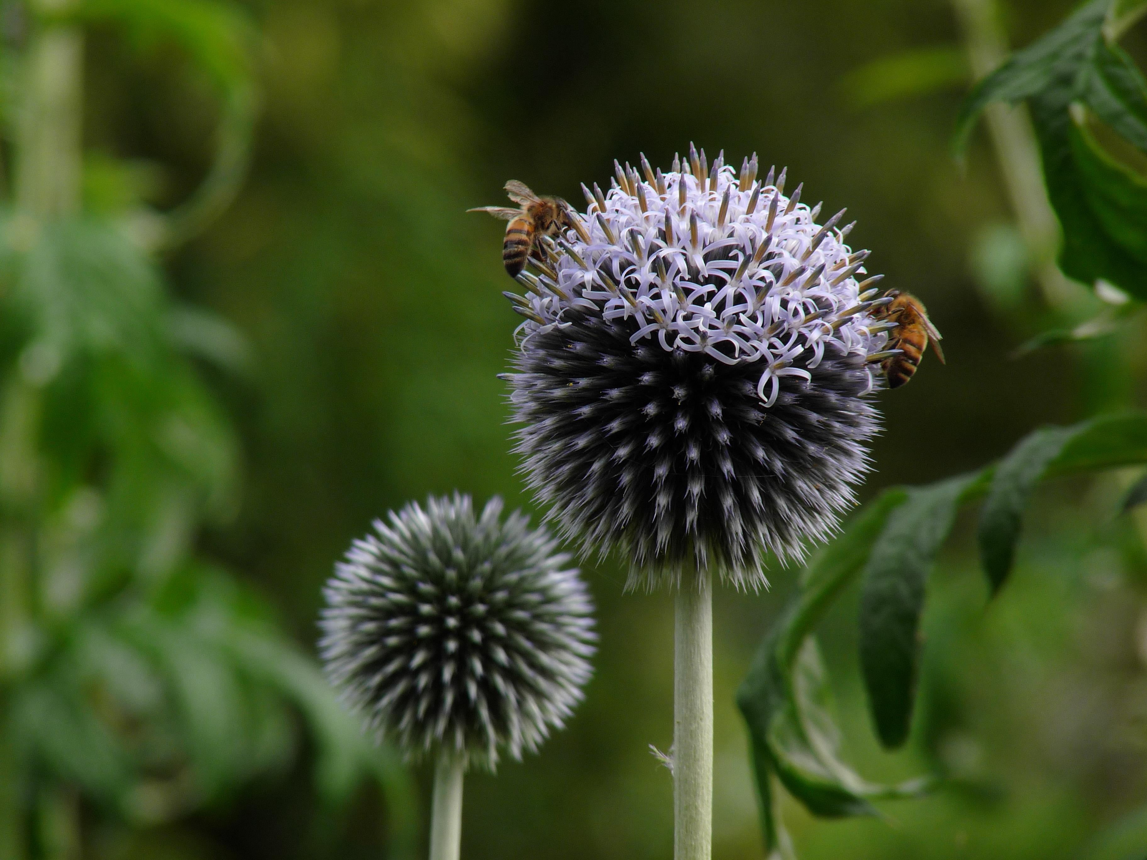 bees, flowers, pudsey, flower, selective, summer, nature, close-up, selective focus, photography, focus, Dunham Massey, two, clustered, 2K, plant, HD Wallpaper