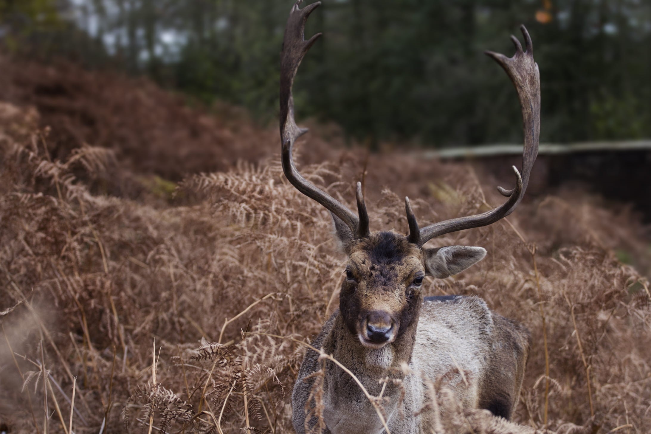 bush, field, wildlife, animal wildlife, grass, plant, one animal, animals in the wild, brown, trees, animal themes, united kingdom, horn, close up, plants, HD Wallpaper