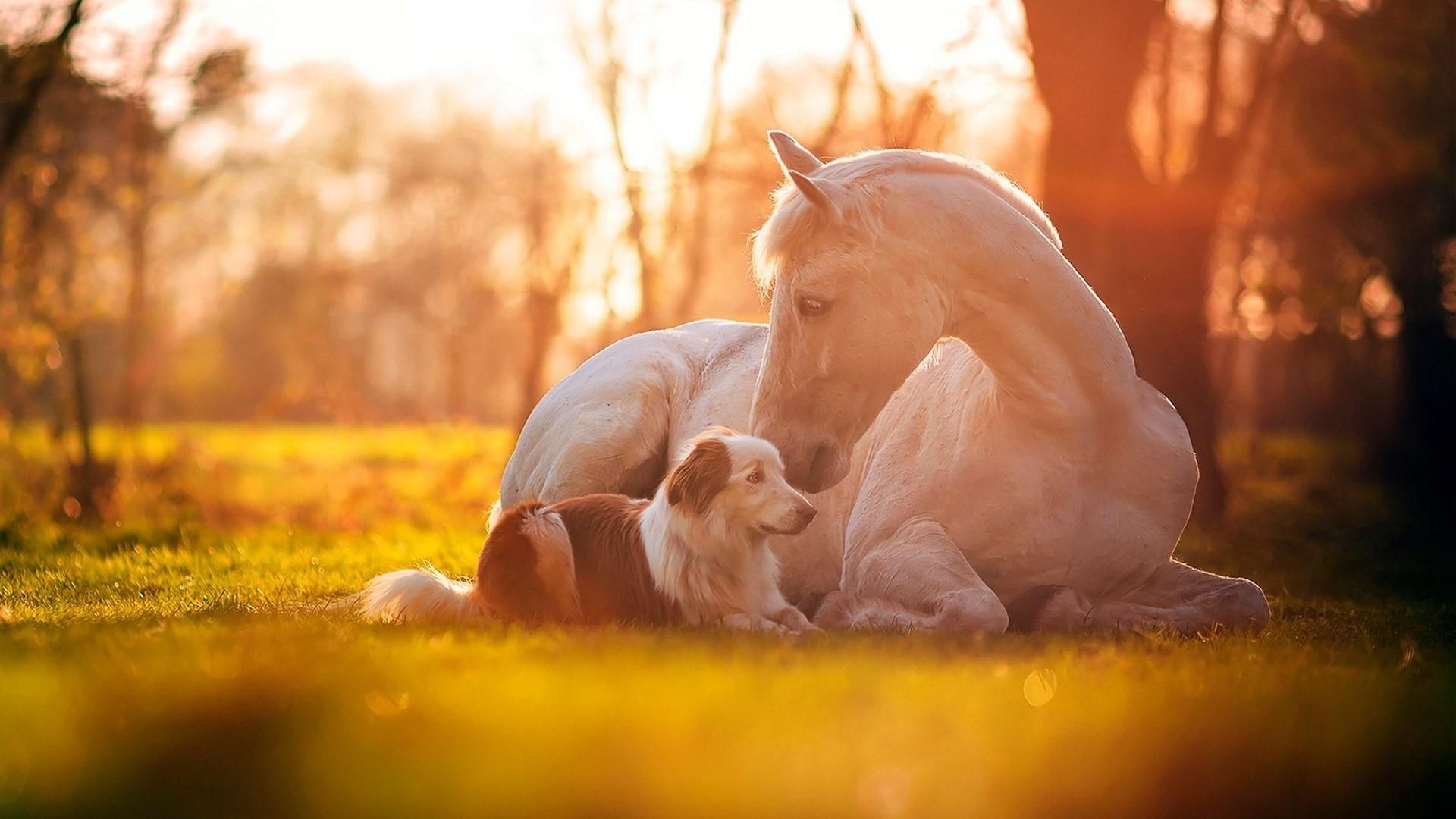 cuteness, 1080P, white horse, friends, dog, friendship, grass, cute, horse, HD Wallpaper
