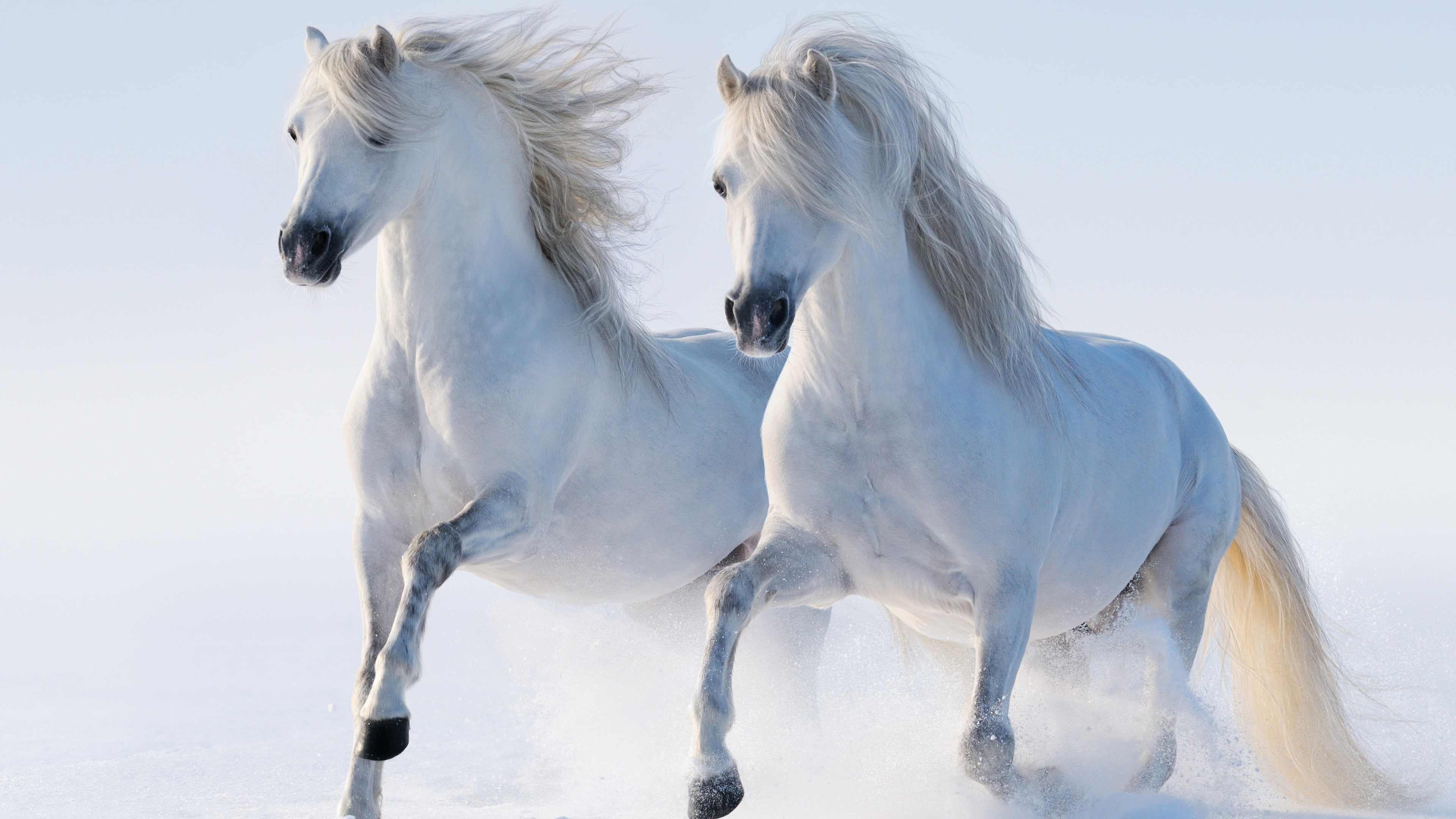 4K, white horses, horse, white horse, white, horses, animals, couple, run, running, HD Wallpaper