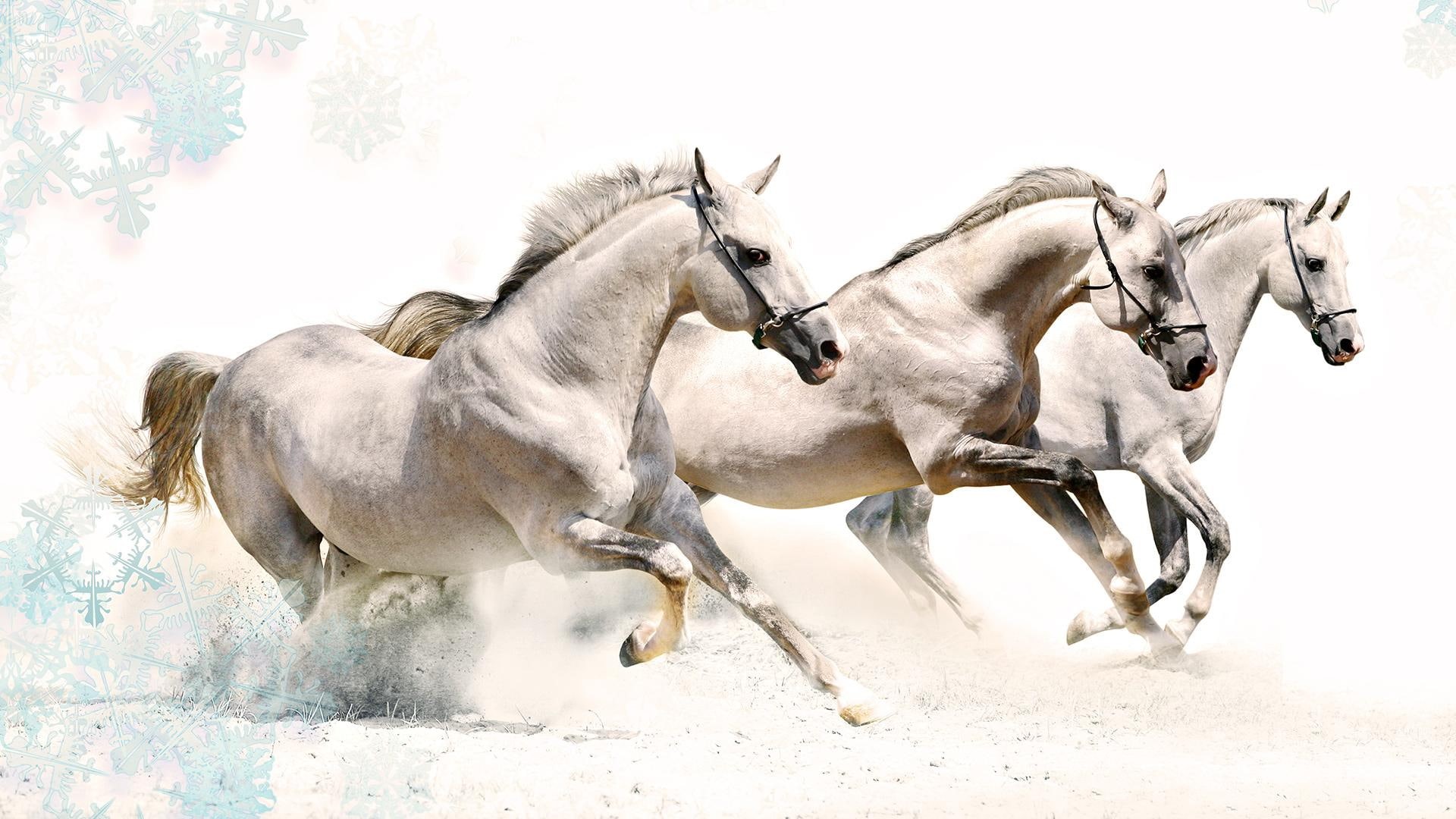 animal, 1080P, horse, wild, animals, horses, white, HD Wallpaper