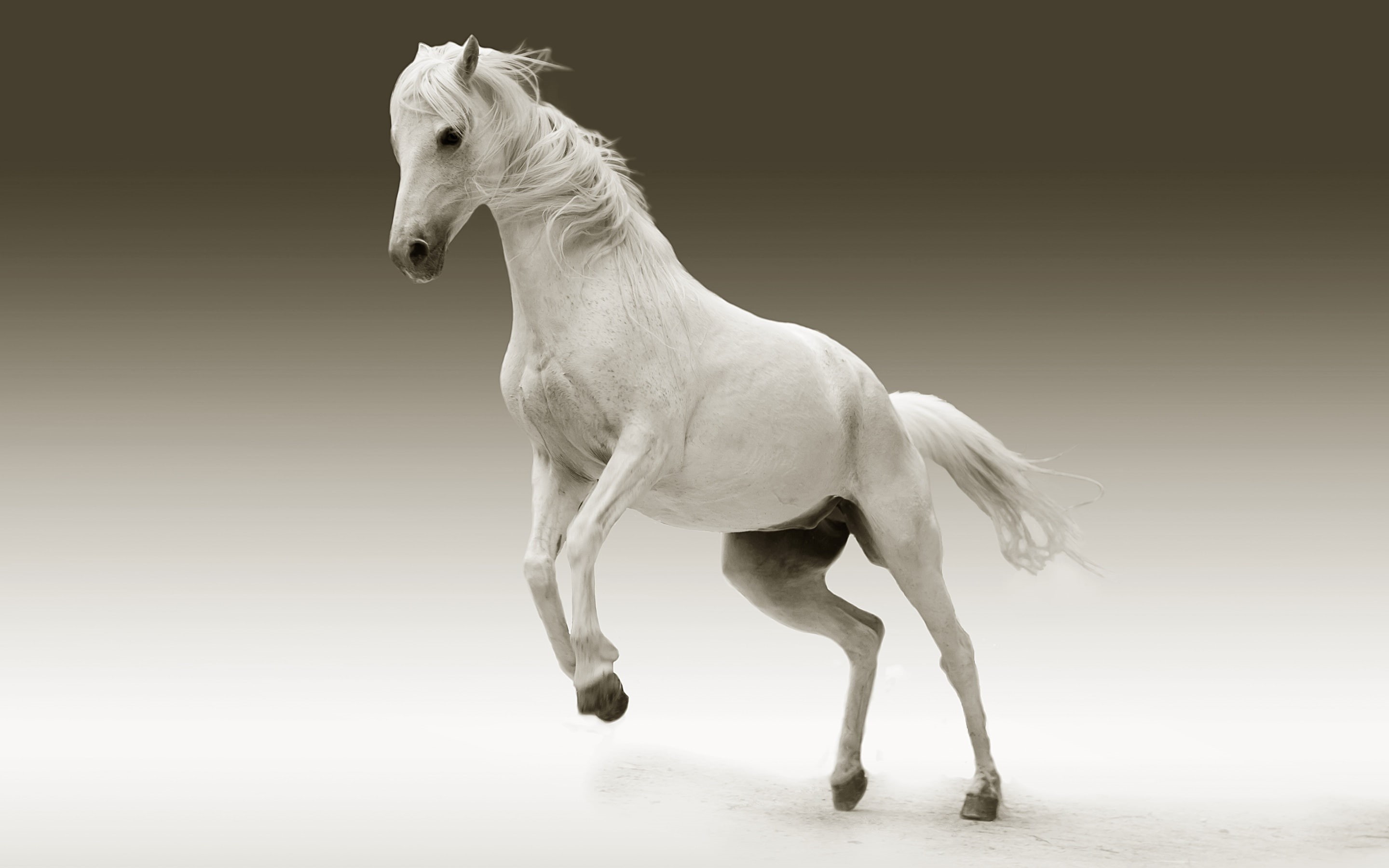 white horse, animal, horse, wildlife, white, mane, 2K, mammal, HD Wallpaper
