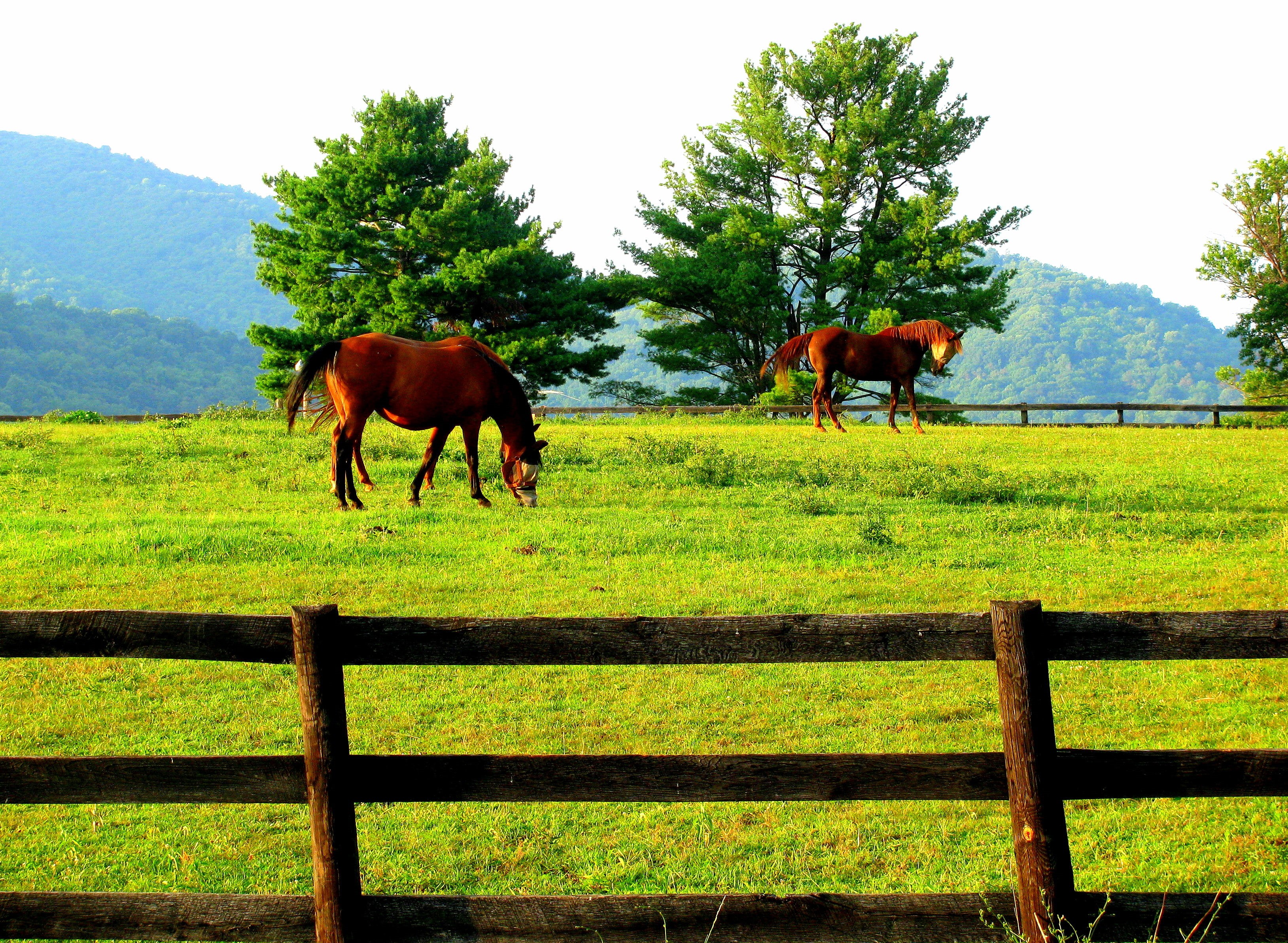 nature, grass field, animal, fence, meadow, brown, horse, daytime, pasture  land, pasture, 2K, rural Scene, grass, green grass, outdoors, horses, green, HD Wallpaper