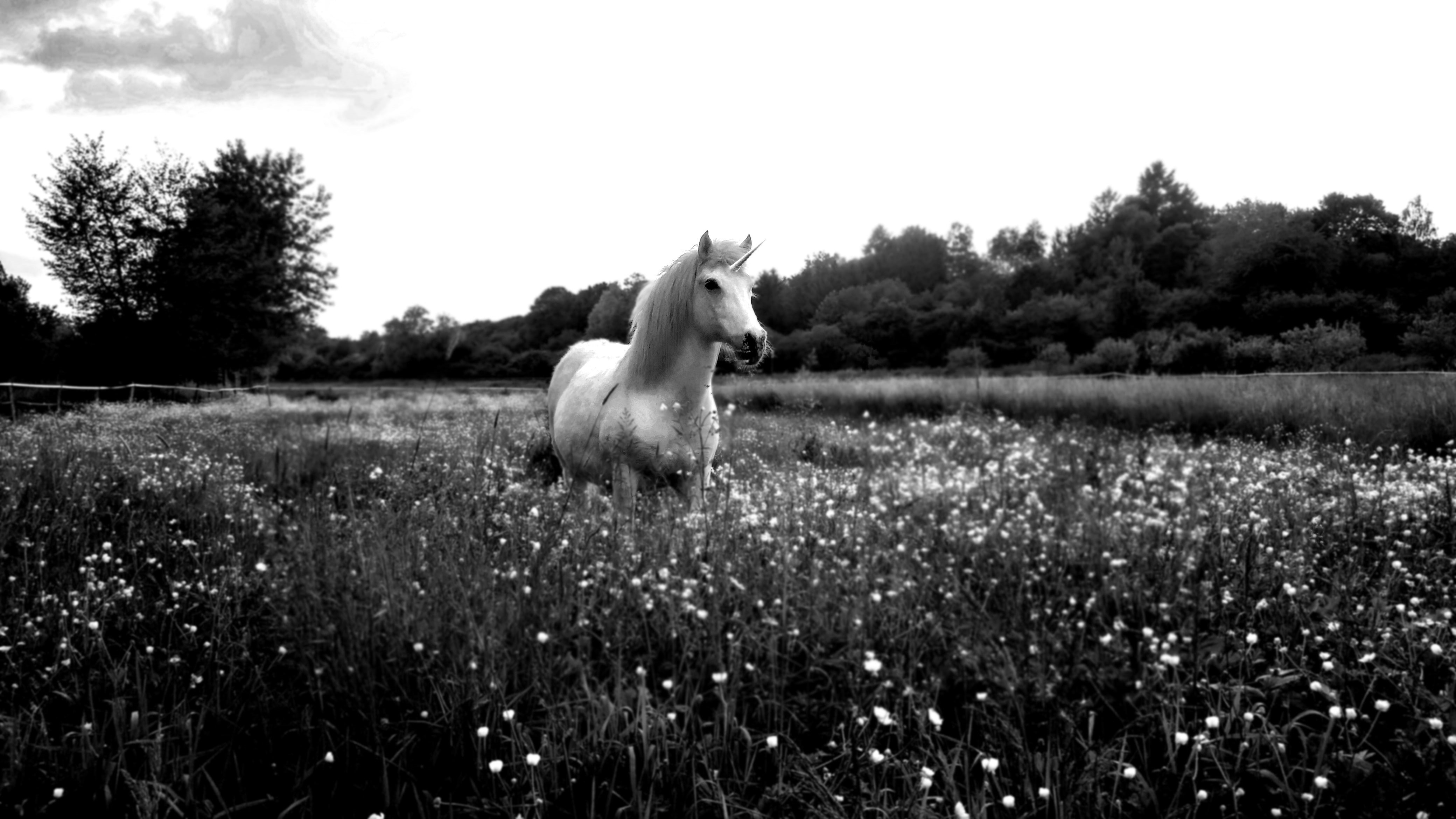 nature, grass, livestock, landscape, beauty in nature, domestic, unicorn, tree, plant, field, animal themes, domestic animals, growth, pets, one animal, HD Wallpaper