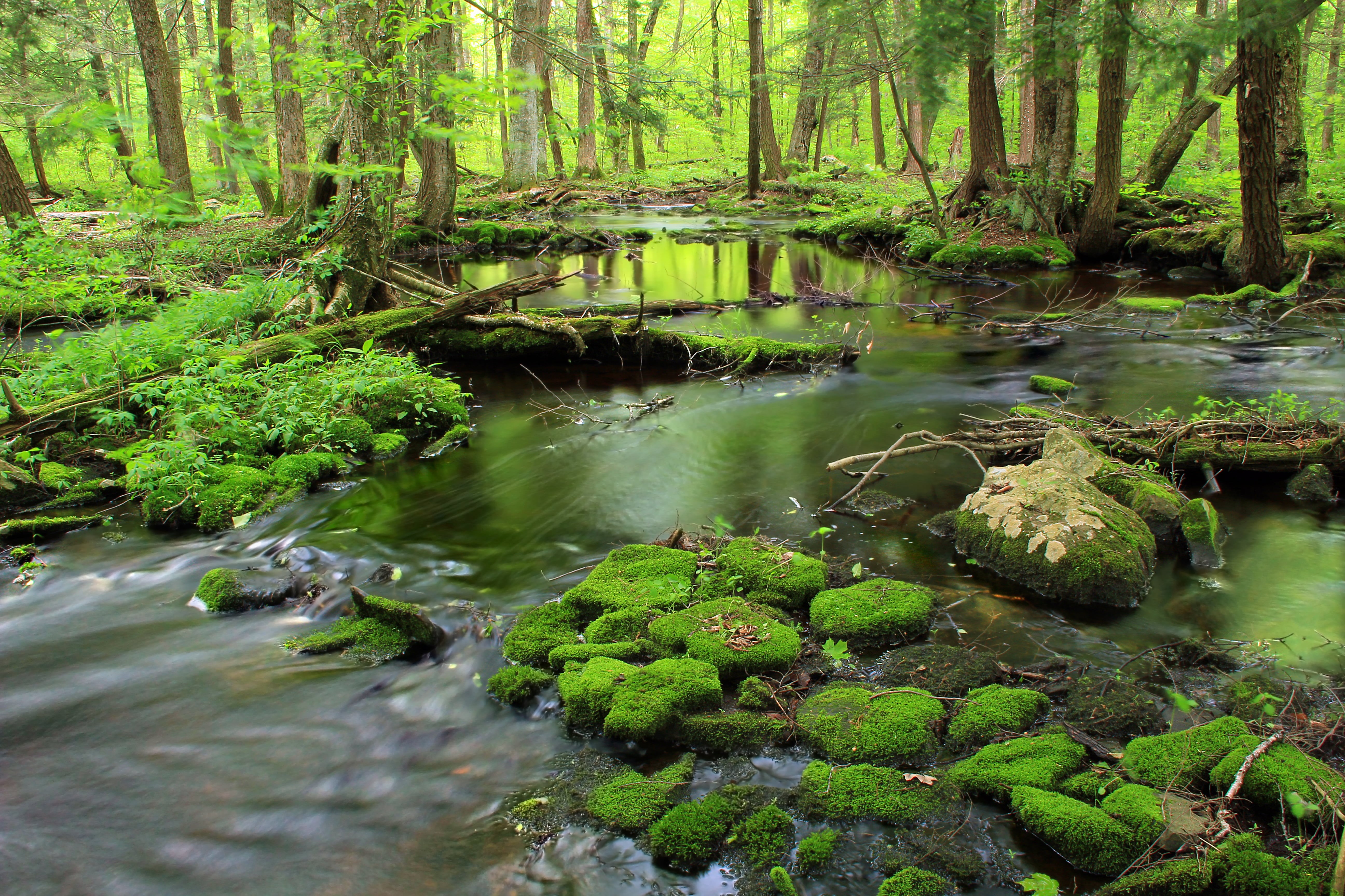 Tsuga canadensis, rocks, waterfall, hiking, photo, river, palustrine, coniferous, Poconos, landscape, forest, scenics, outdoors, Trail, low light, Delaware State Forest, HD Wallpaper