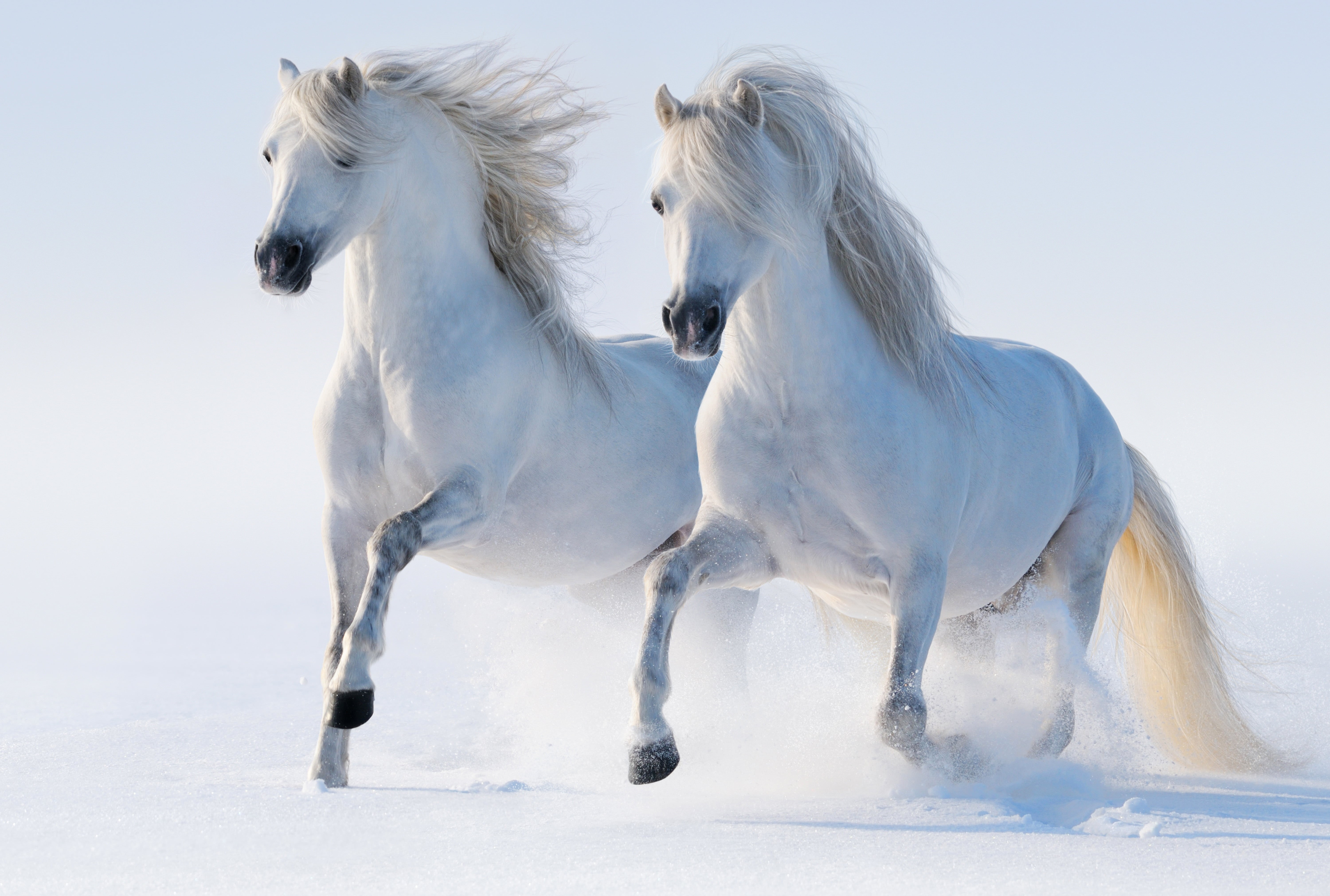 farm, cold - Temperature, group of animals, outdoors, animal wildlife, foal, animals In The Wild, rural Scene, horses, white, herbivorous, vertebrate, mammal, HD Wallpaper