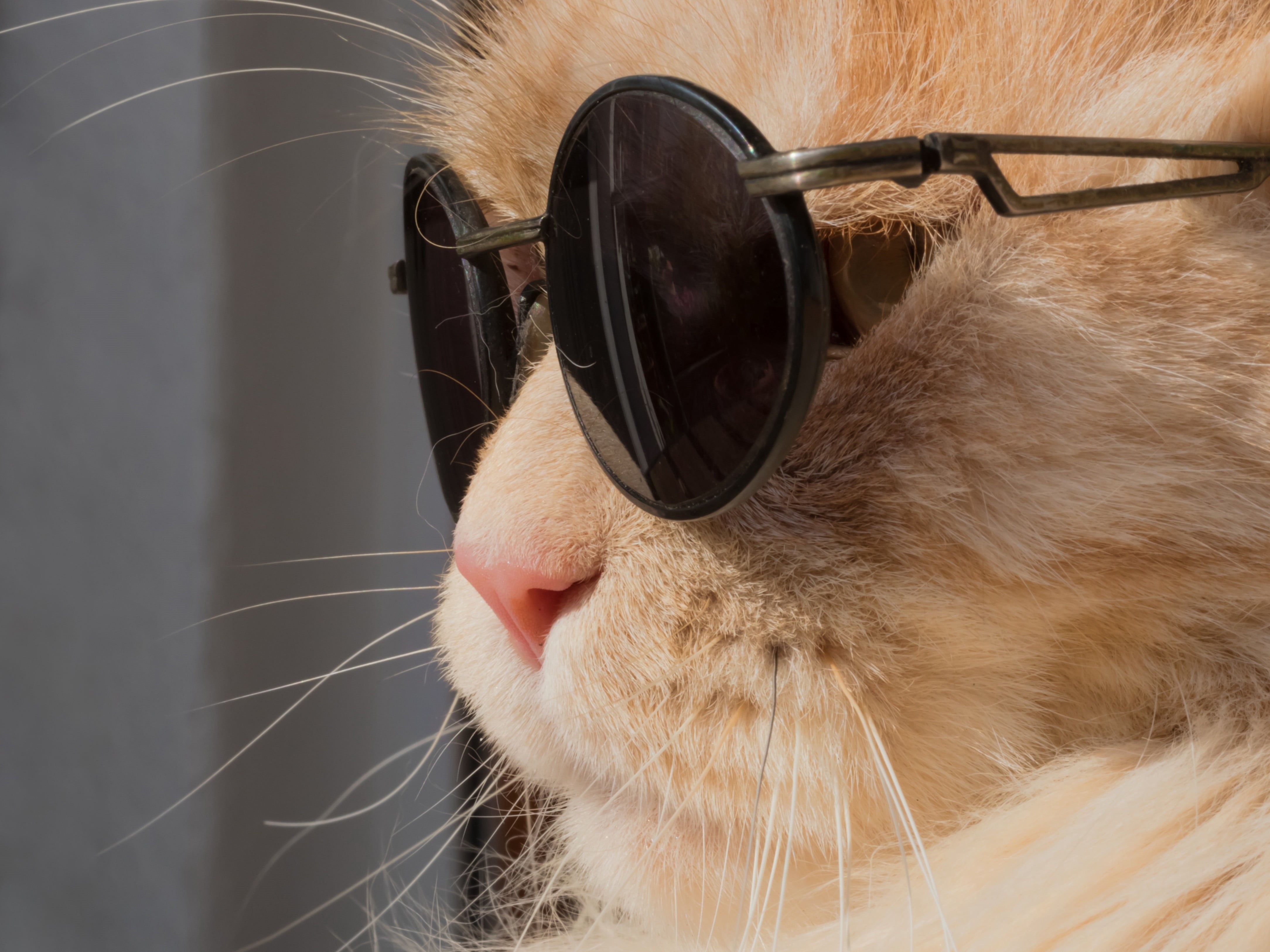 animals, one animal, vertebrate, pets, animal themes, black, indoors, snout, whisker, 4K, sunglasses, domestic animals, cat, animal nose, domestic, animal, HD Wallpaper