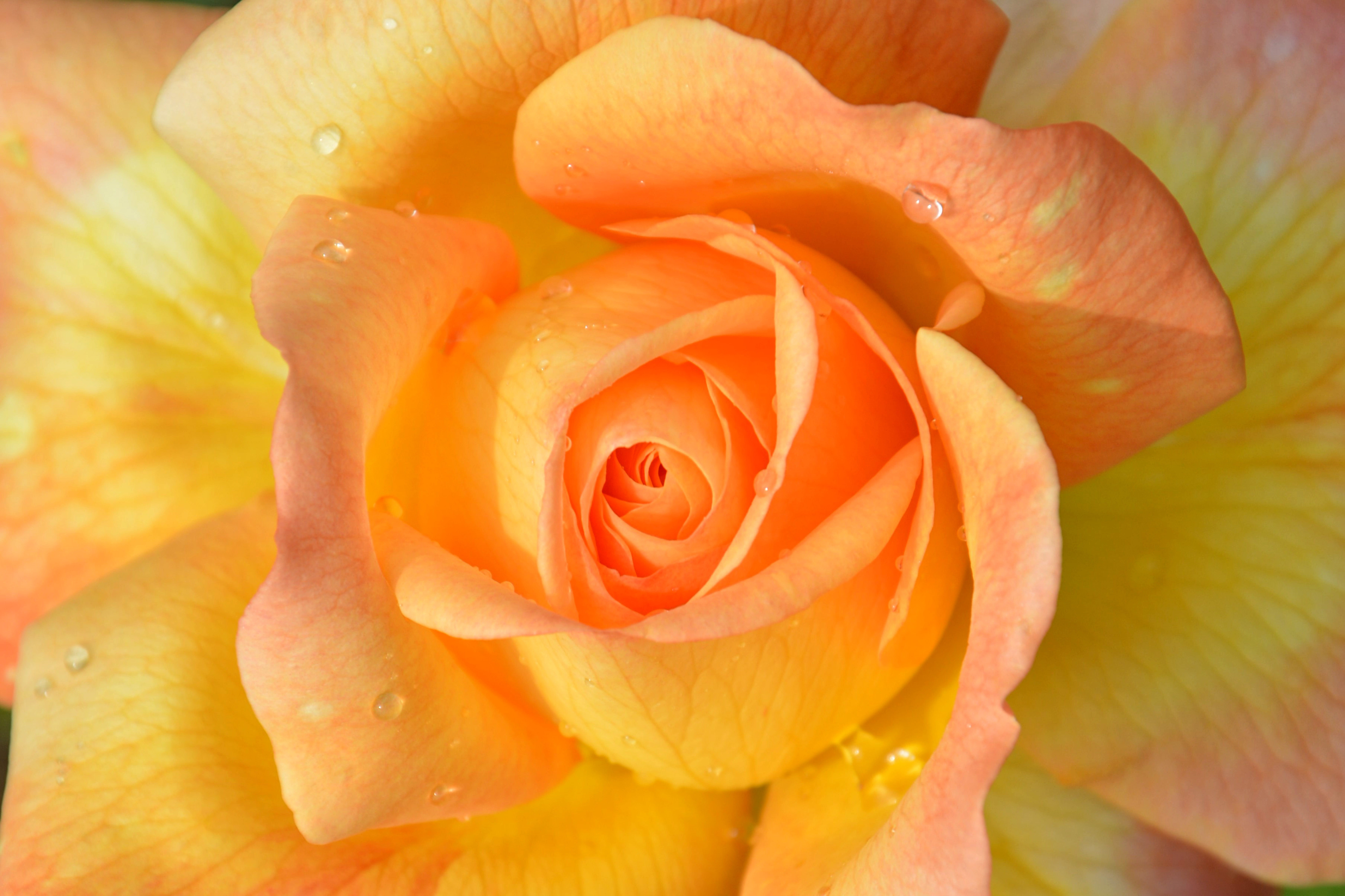 flower head, orange color, autumn flowers, flowering plant, fresh, fragility, petaled, yellow, plant, rose, petal, growth, flower picture, vulnerability, HD Wallpaper