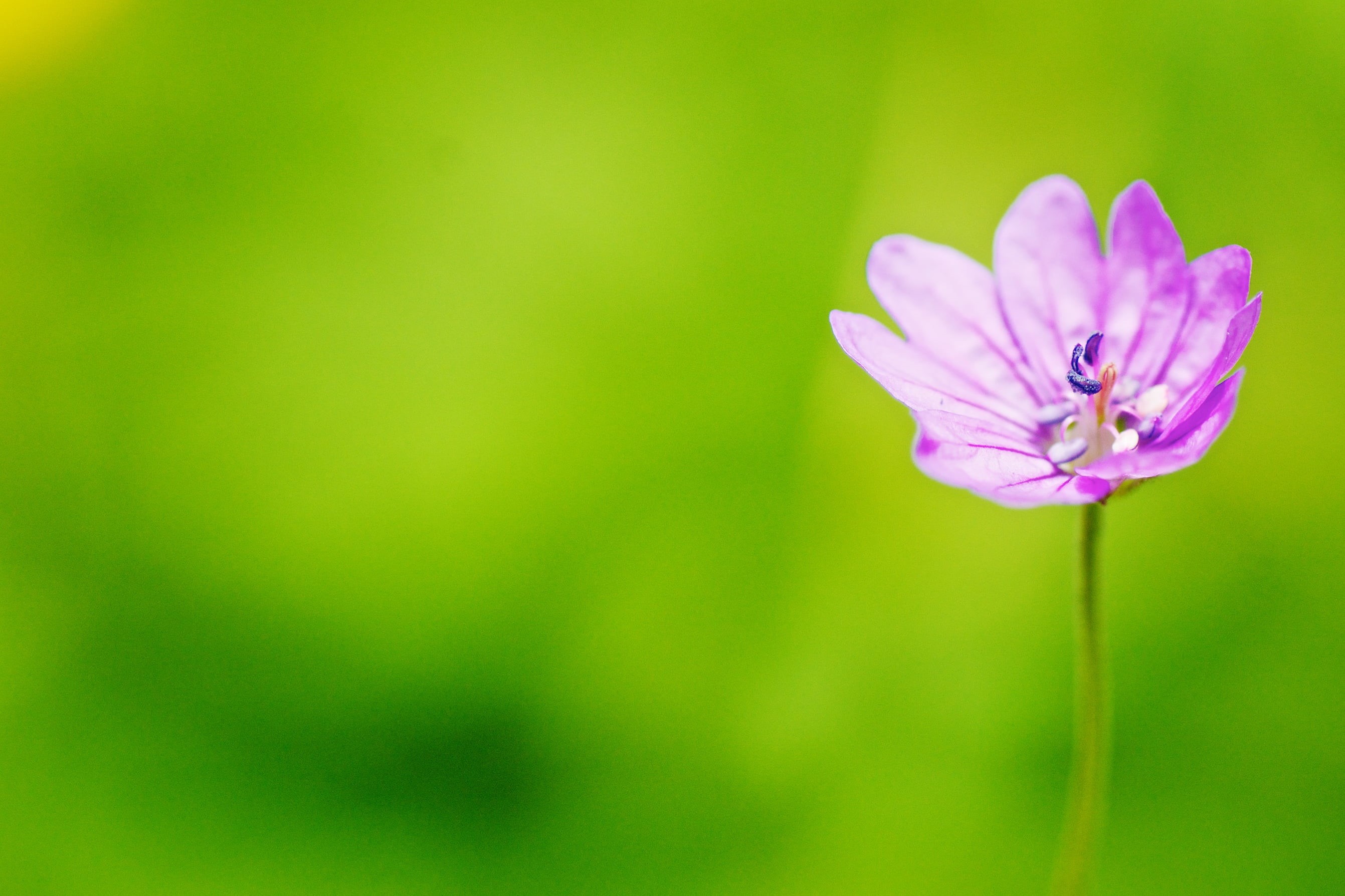 Stand Alone, 2K, DoF, Close-up, summer, Flower, closeup, springtime, petaled, nature, Macro, beauty In Nature, 90mm, white, Sony, photo, petal, pink Color, HD Wallpaper