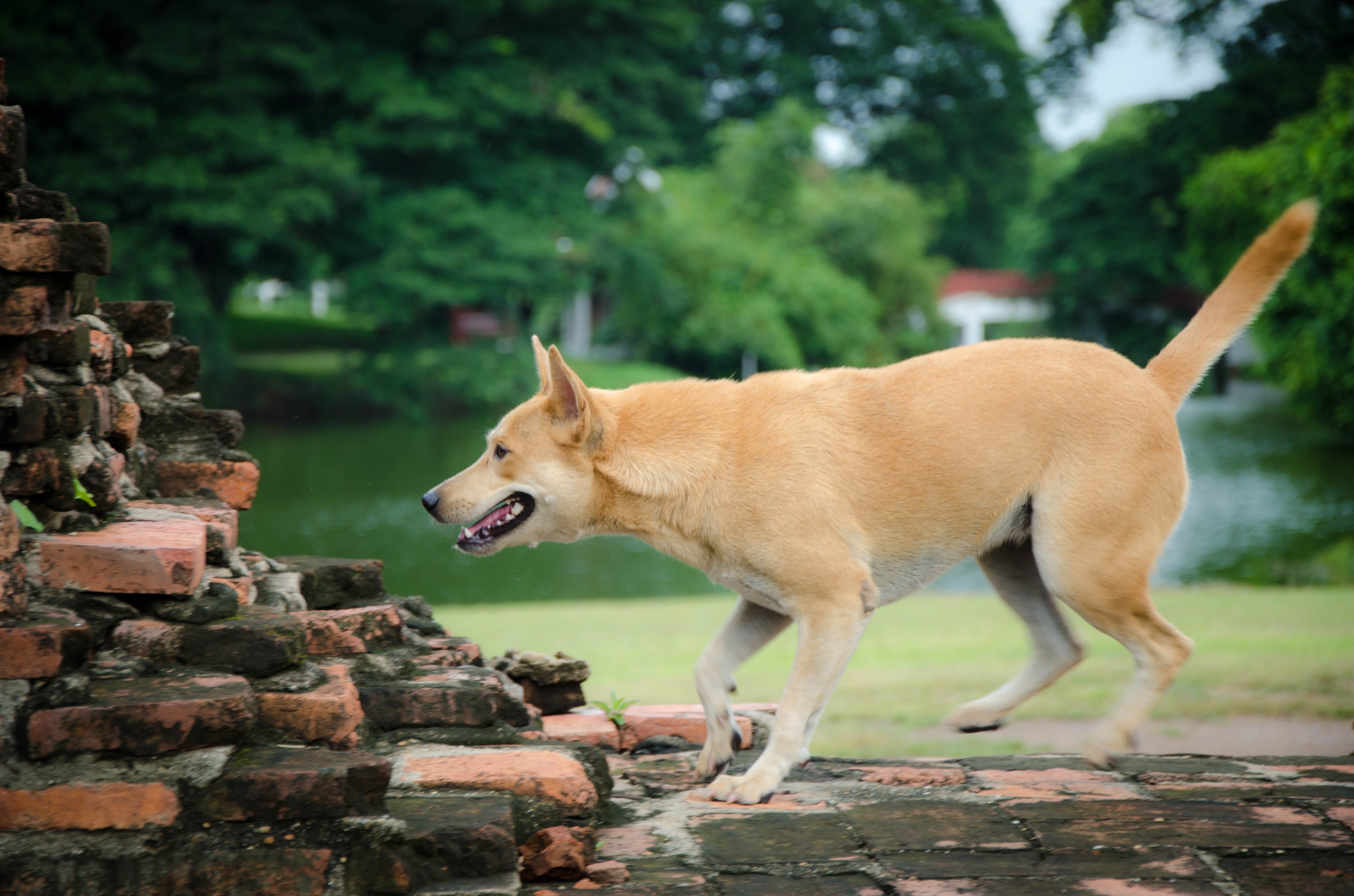 dog, decoration, happy, illustration, rock - object, isolated, one animal, collection, mouth open, canine, plant, fun, new, rock, chinese, brown, animal themes, HD Wallpaper