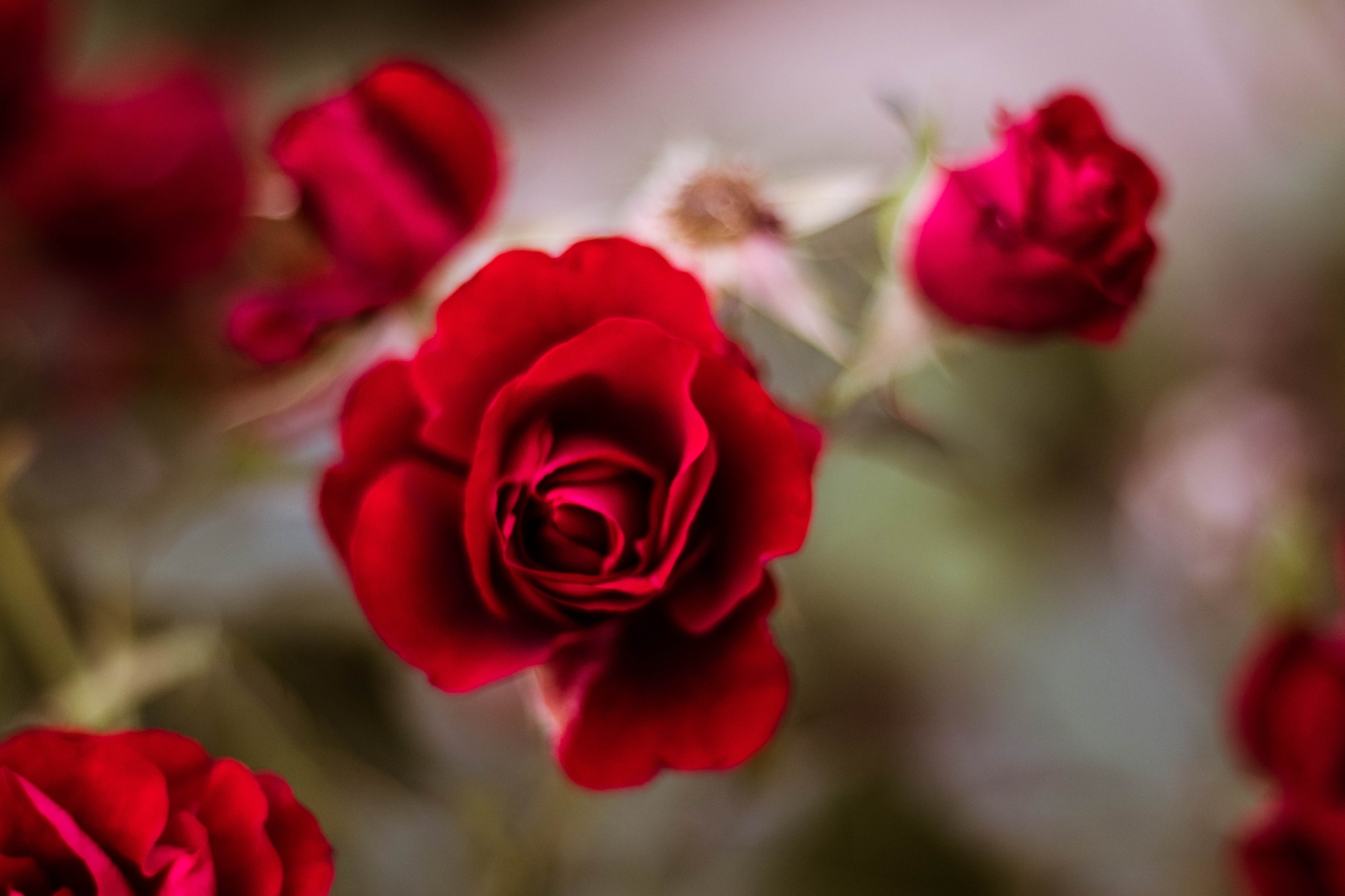 no people, fragility, floral, sign, business, card, rose wine, summer, selective, flower arrangement, vulnerability, label, greeting, leaf, focus on foreground, HD Wallpaper