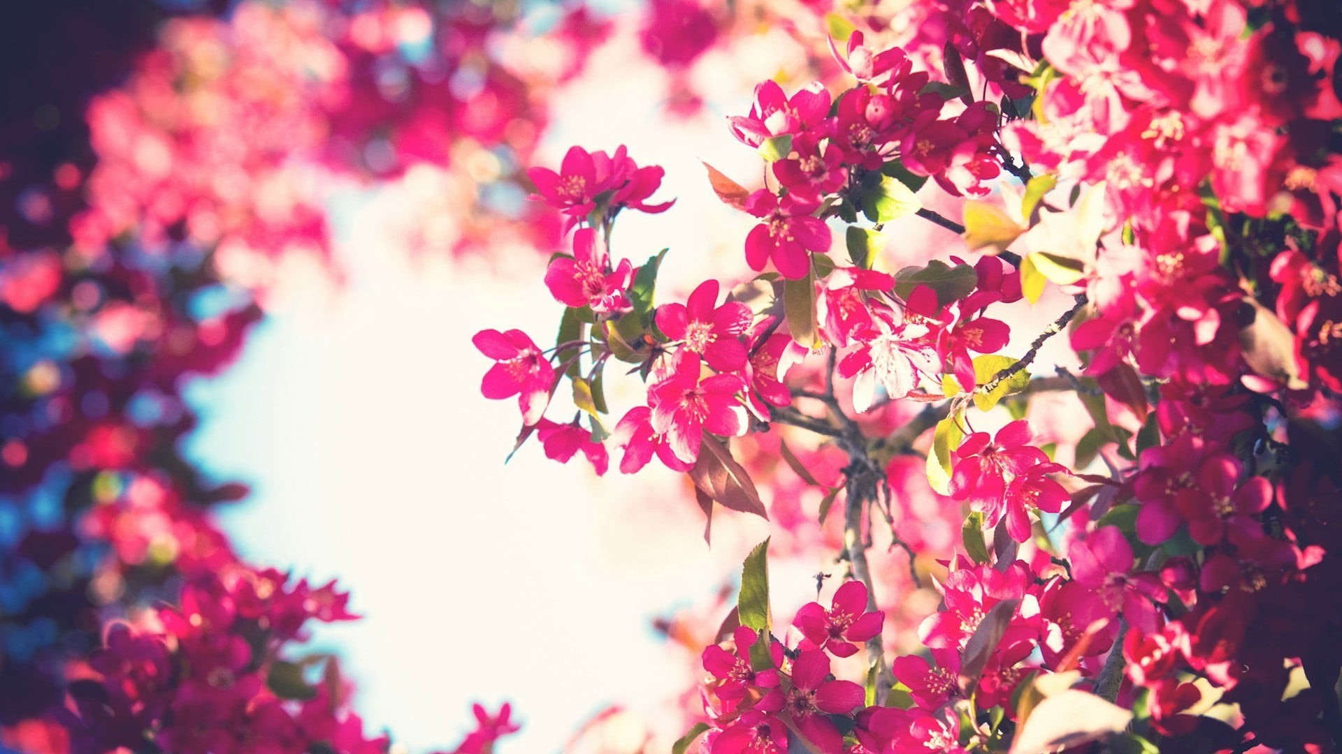 growth, bright, decoration, selective focus, fragility, botany, bokeh, outdoors, day, plant, red, summer, multi Colored, focus on foreground, flower Head, HD Wallpaper