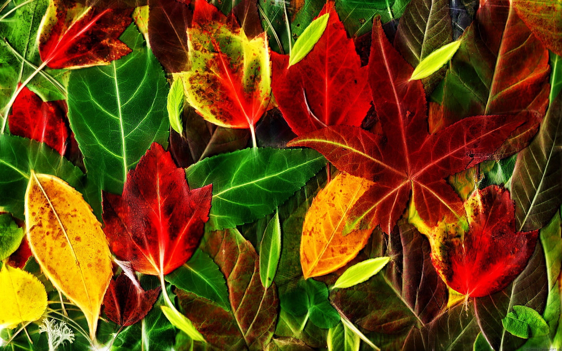 yellow, change, plant, illustration, outdoors, fragility, red, fall, day, green, growth, directly above, vulnerability, plant part, leaves, 1080P, autumn, HD Wallpaper