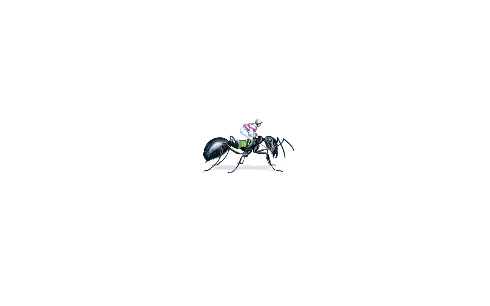 indoors, close-up, animals in the wild, white background, beauty in nature, fly, invertebrate, black, digital art, one animal, horse riding, ant, animals, HD Wallpaper