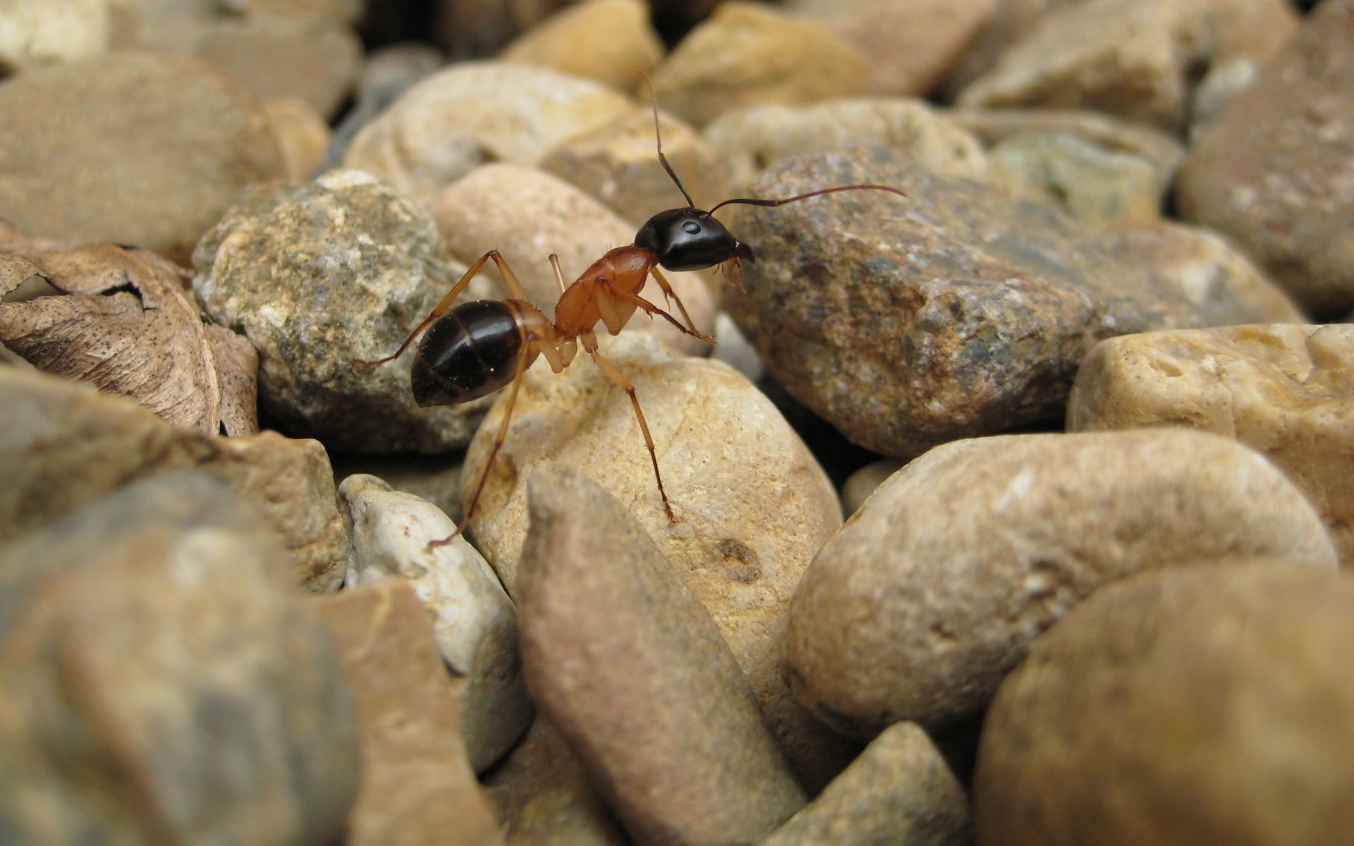 black, zoology, animals in the wild, stones, beetle, one animal, rock, animal wildlife, invertebrate, animals, 1080P, day, outdoors, brown, ant, solid, HD Wallpaper