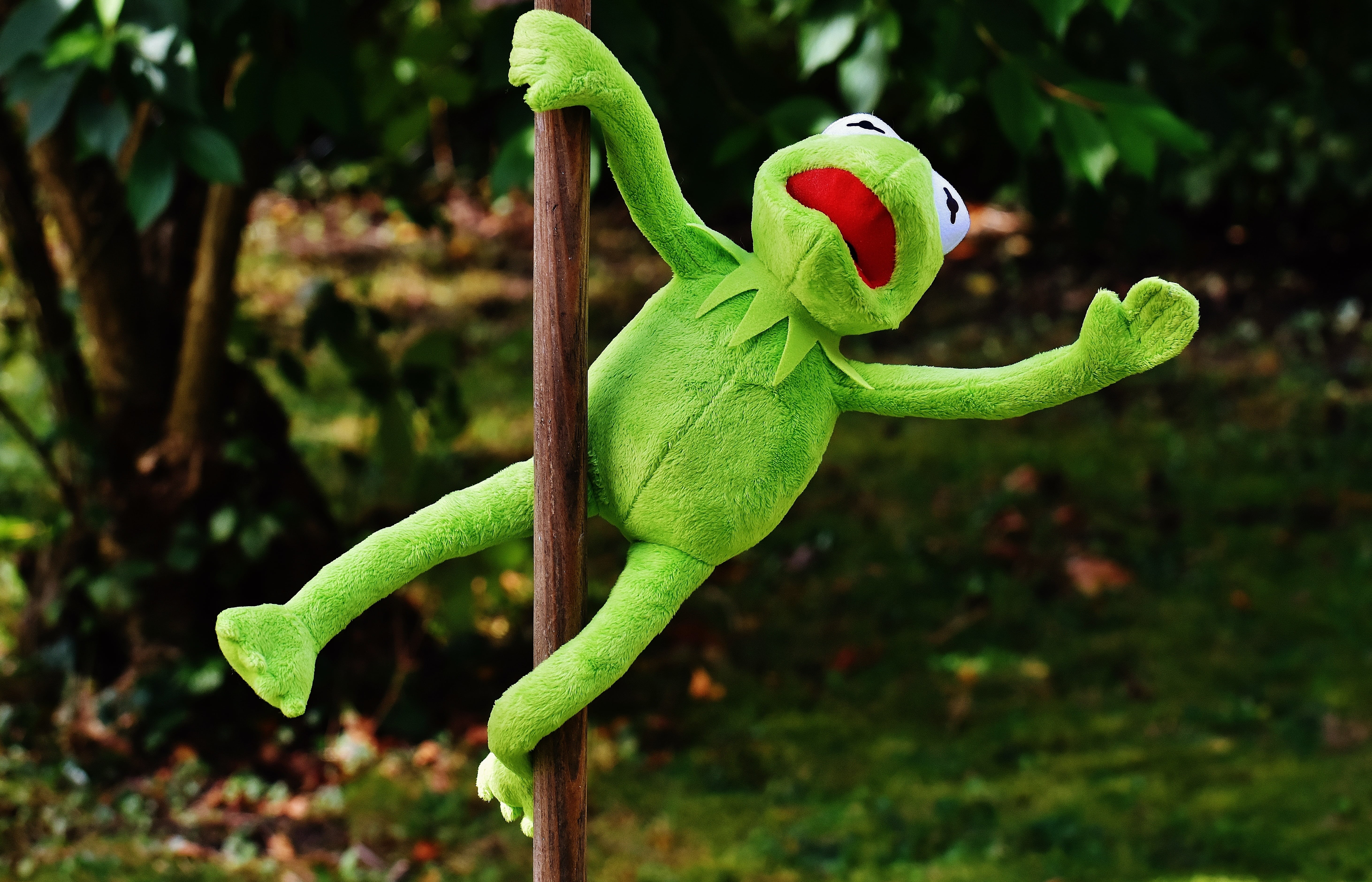 funny, kermit, green color, toys, pole dance, focus on foreground, plant part, animal wildlife, 5K, outdoors, animals in the wild, frog, soft toy, day, HD Wallpaper