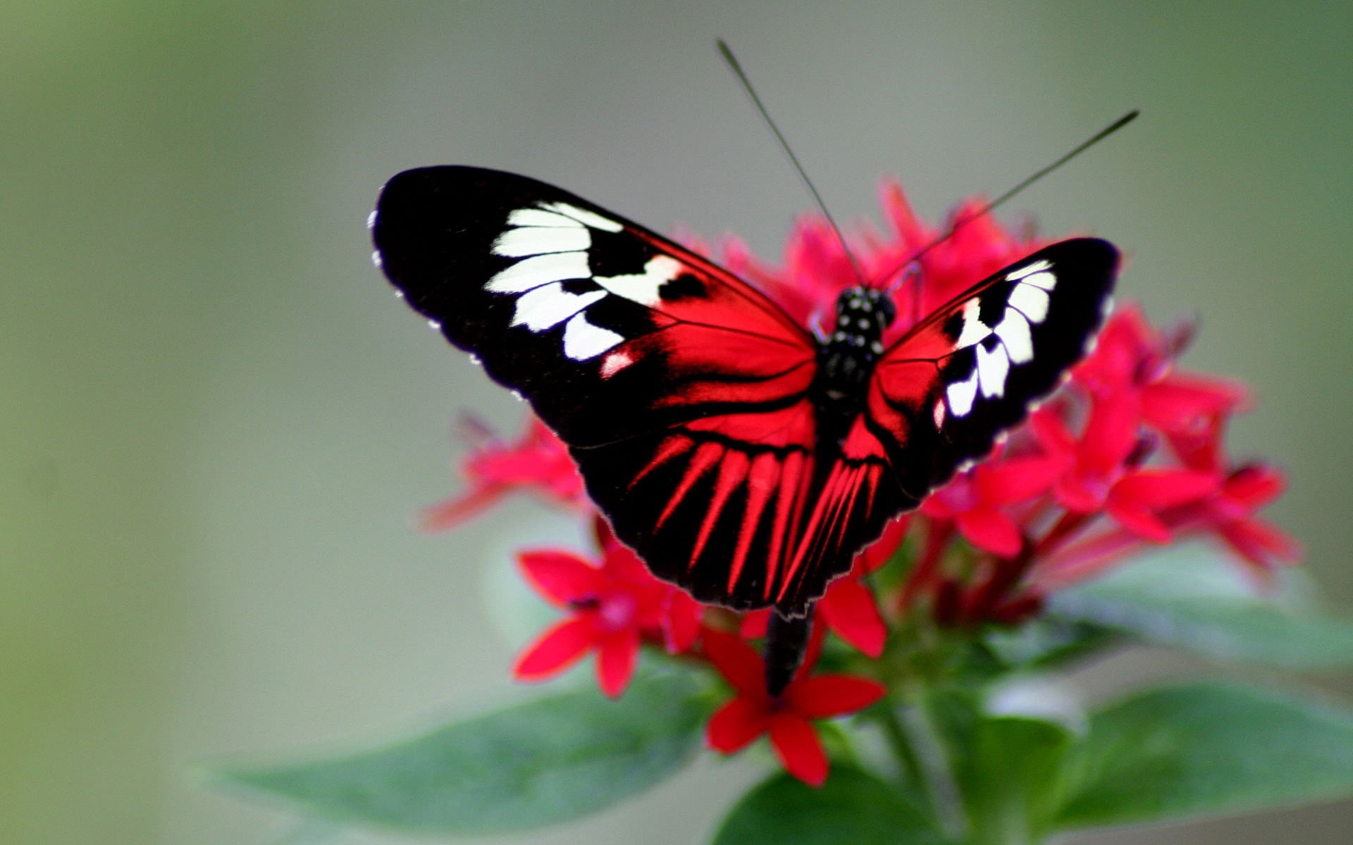 color, flower head, animal themes, springtime, animal Wing, close-up, insect, freshness, multi Colored, invertebrate, butterfly, pollination, beauty In Nature, HD Wallpaper