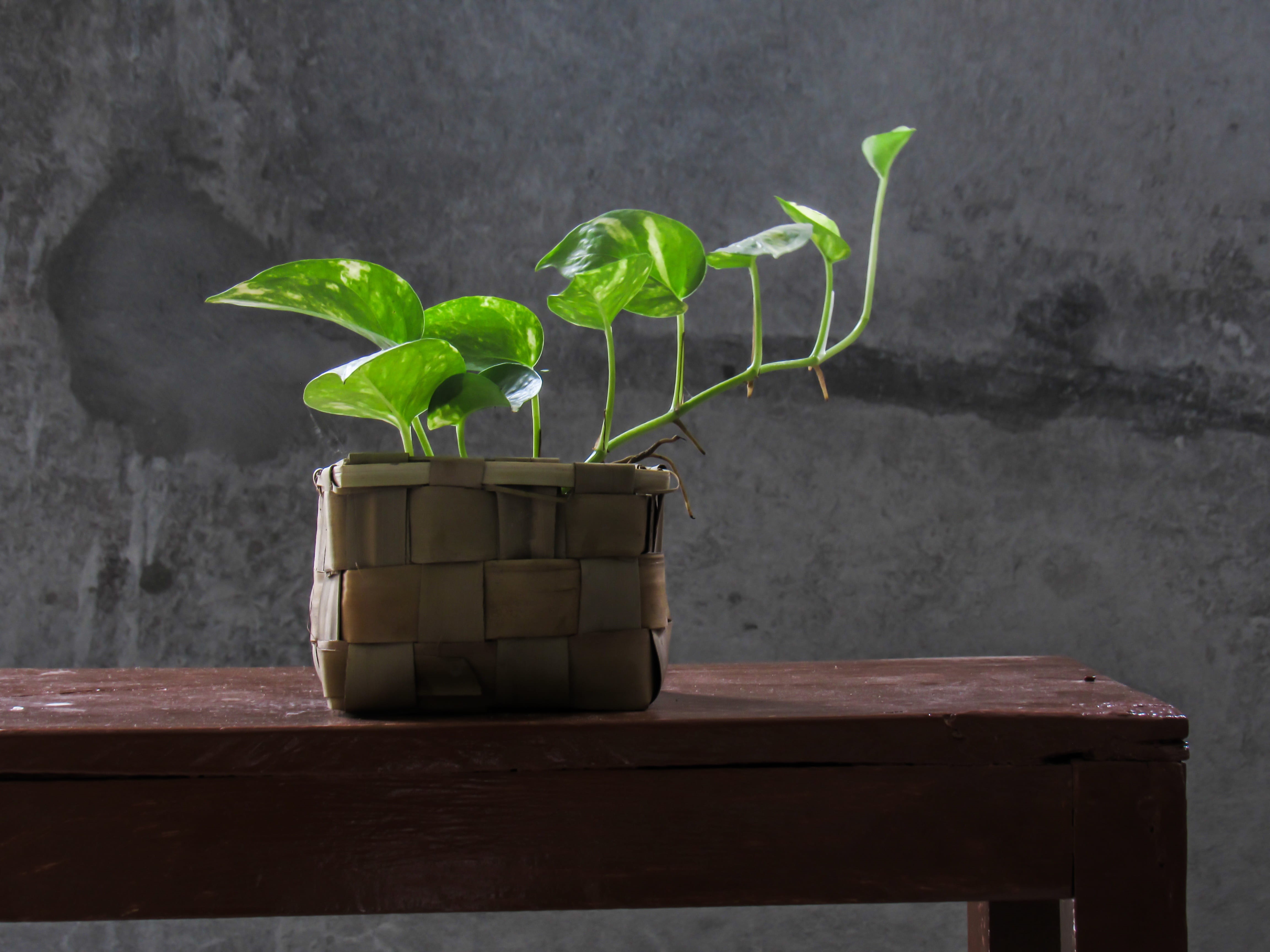 wall - building feature, potted, pothos, vase, white, container, botanical, golden, garden, pot, growth, decorated, tropical, green, interior, color, fresh, HD Wallpaper